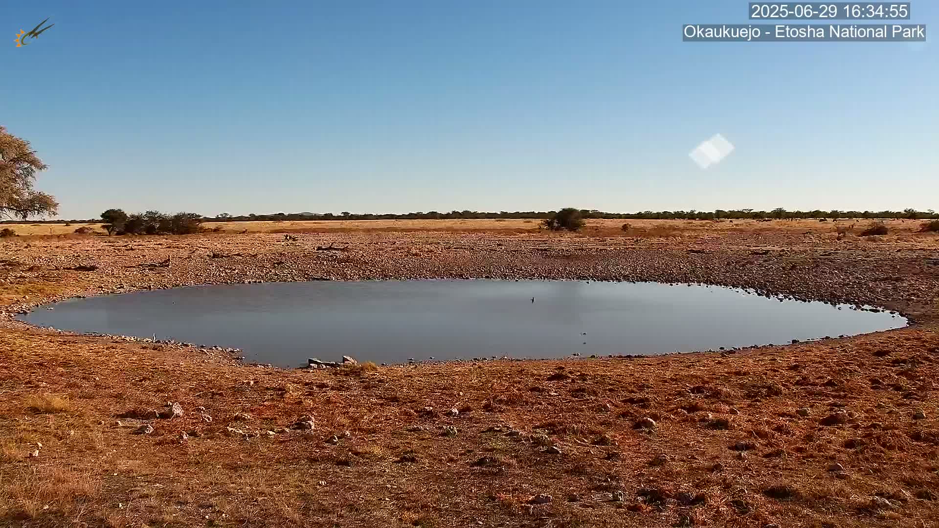 Wild Animal Life  in Okaukuejo Waterhole in Etosha National Park  -  Oshakati, Oshana, Namibia