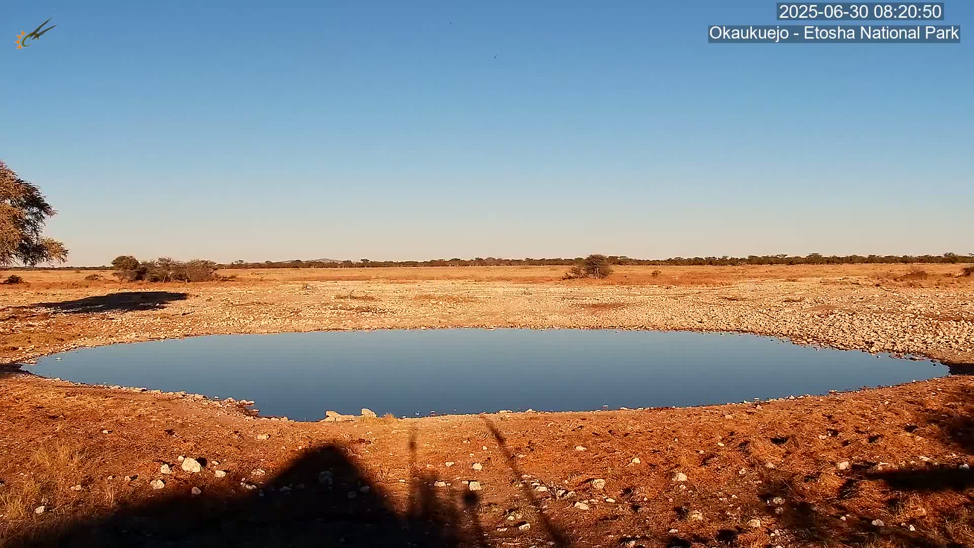 Wild Animal Life  in Okaukuejo Waterhole in Etosha National Park  -  Oshakati, Oshana, Namibia