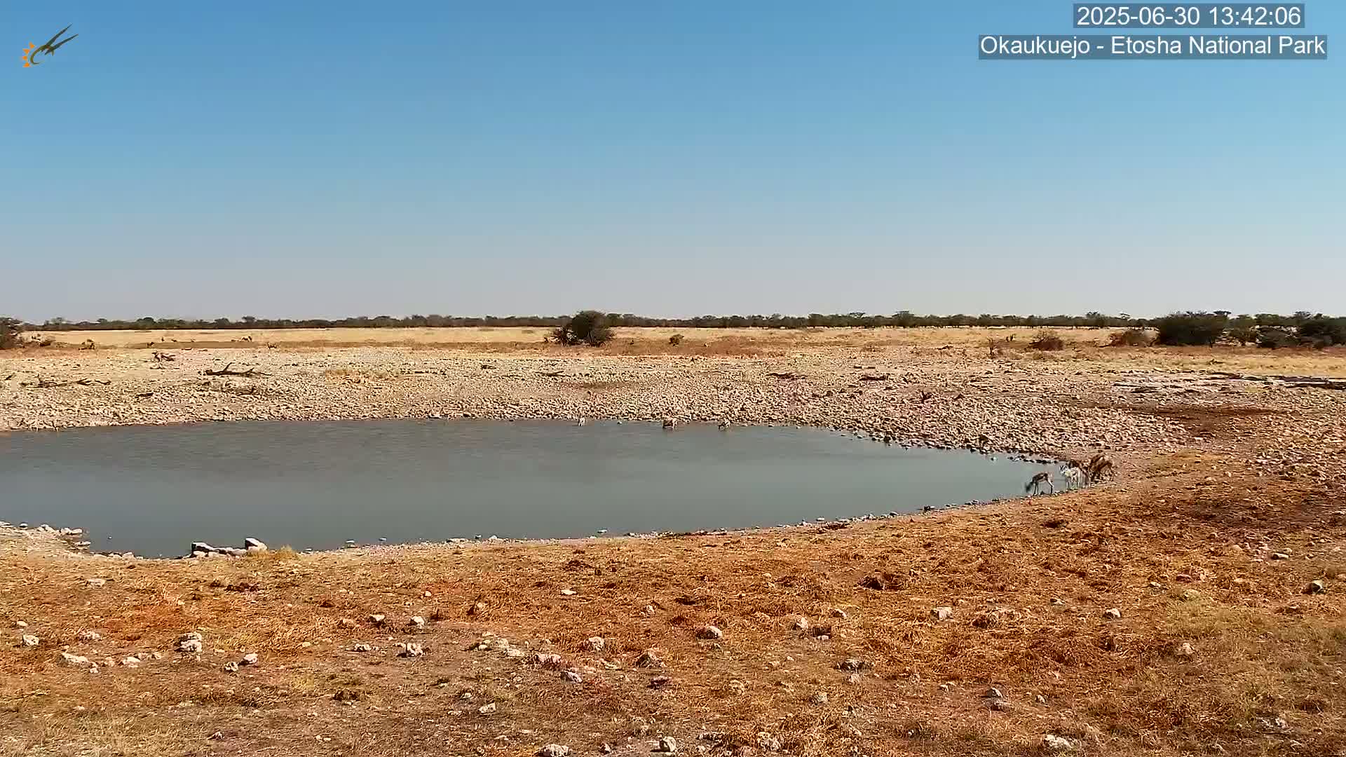 Wild Animal Life  in Okaukuejo Waterhole in Etosha National Park  -  Oshakati, Oshana, Namibia