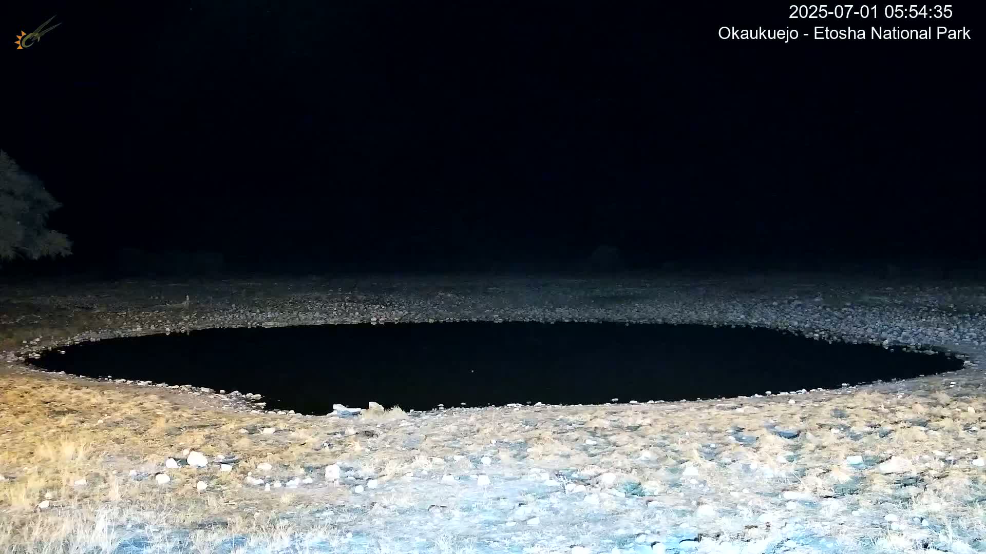 Wild Animal Life  in Okaukuejo Waterhole in Etosha National Park  -  Oshakati, Oshana, Namibia