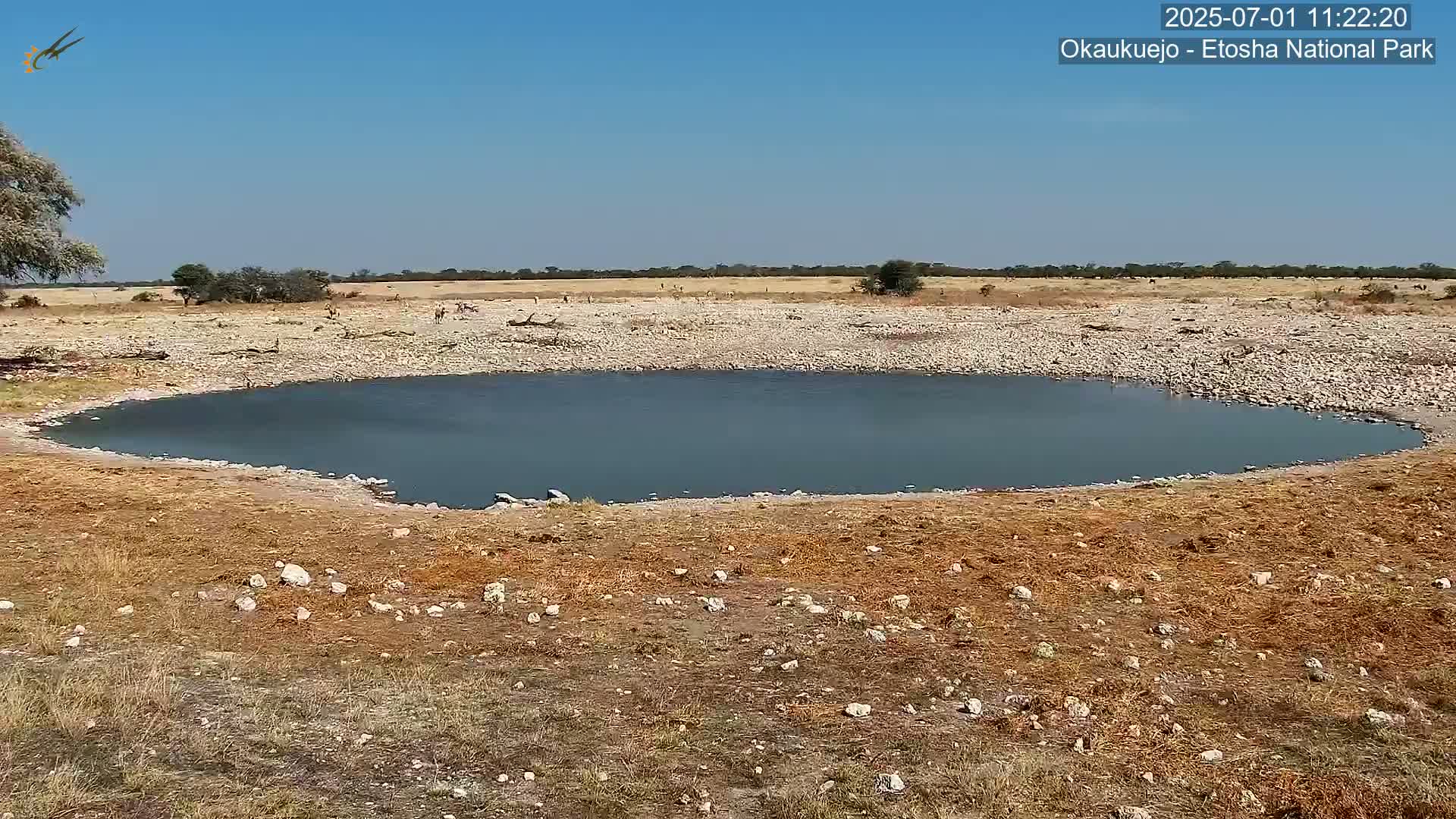 Wild Animal Life  in Okaukuejo Waterhole in Etosha National Park  -  Oshakati, Oshana, Namibia