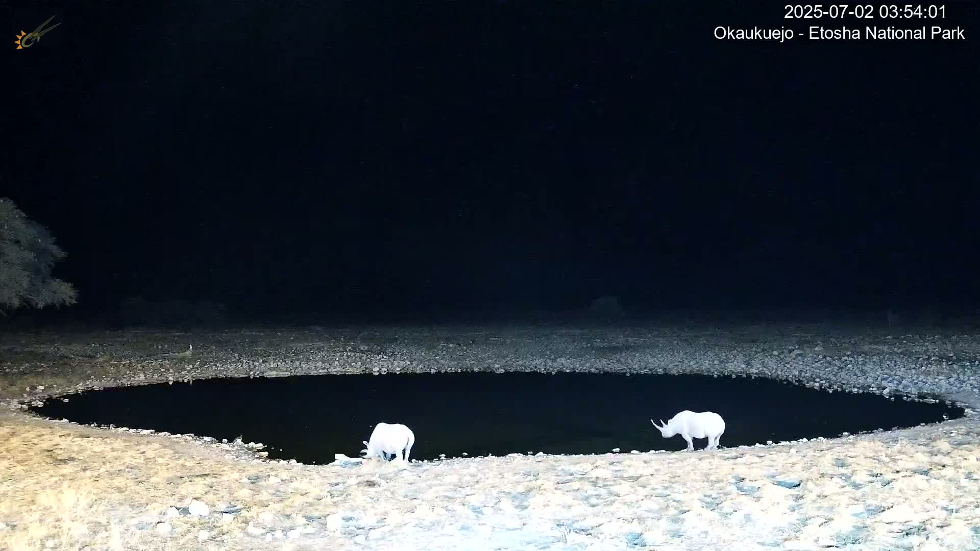 Wild Animal Life  in Okaukuejo Waterhole in Etosha National Park  -  Oshakati, Oshana, Namibia