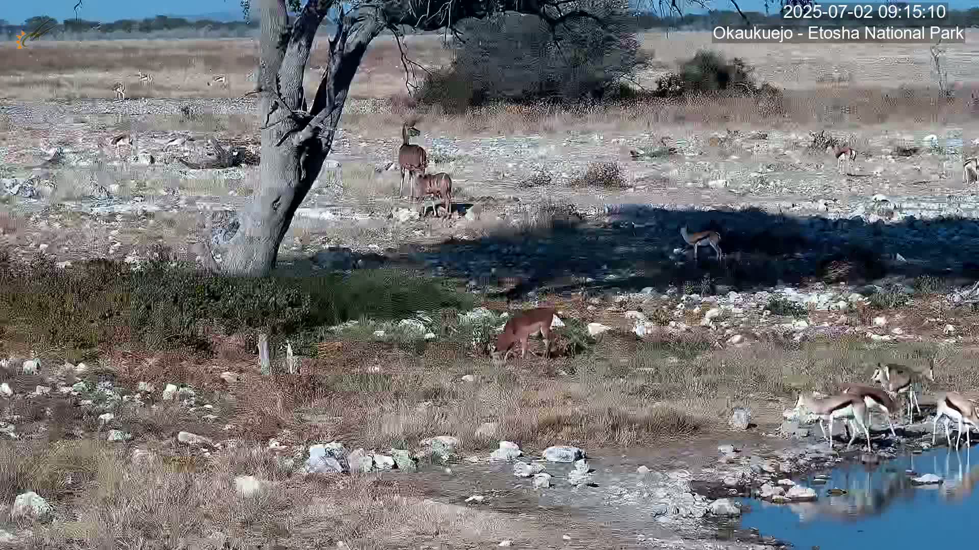 A herd of antelopes grazes near a tree and a small body of water on a sunny day in a rocky, sparsely vegetated landscape.