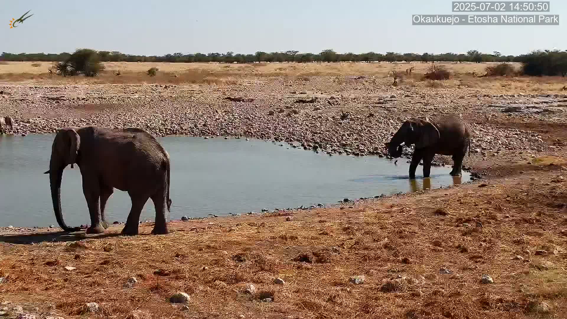 Wild Animal Life  in Okaukuejo Waterhole in Etosha National Park  -  Oshakati, Oshana, Namibia
