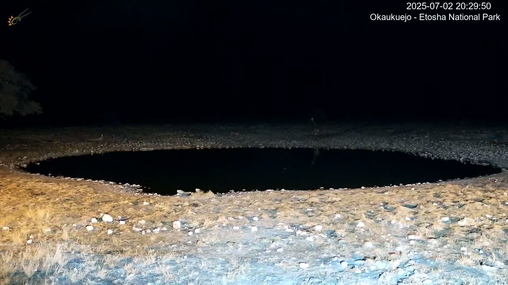 Wild Animal Life  in Okaukuejo Waterhole in Etosha National Park  -  Oshakati, Oshana, Namibia