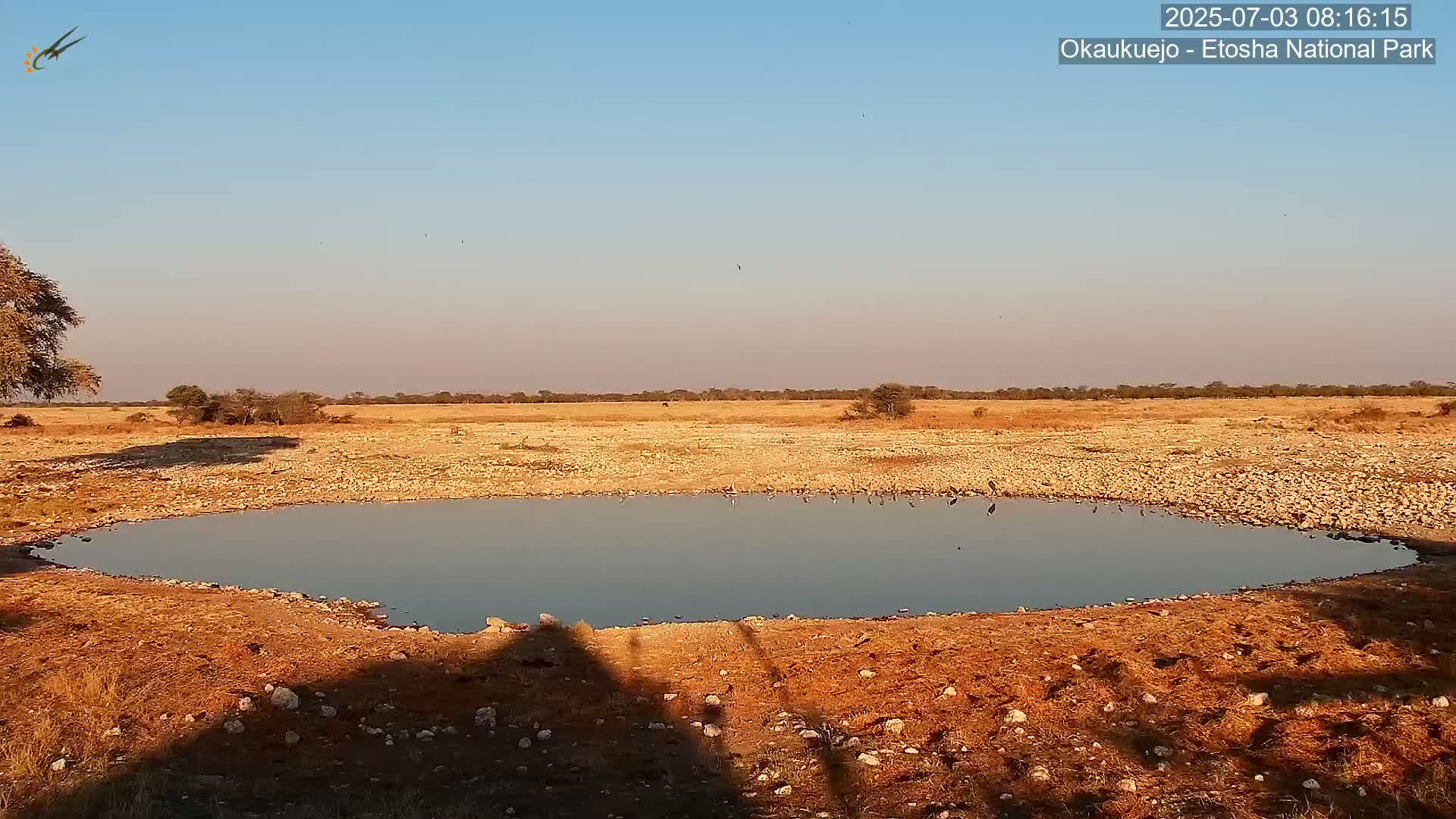 Wild Animal Life  in Okaukuejo Waterhole in Etosha National Park  -  Oshakati, Oshana, Namibia