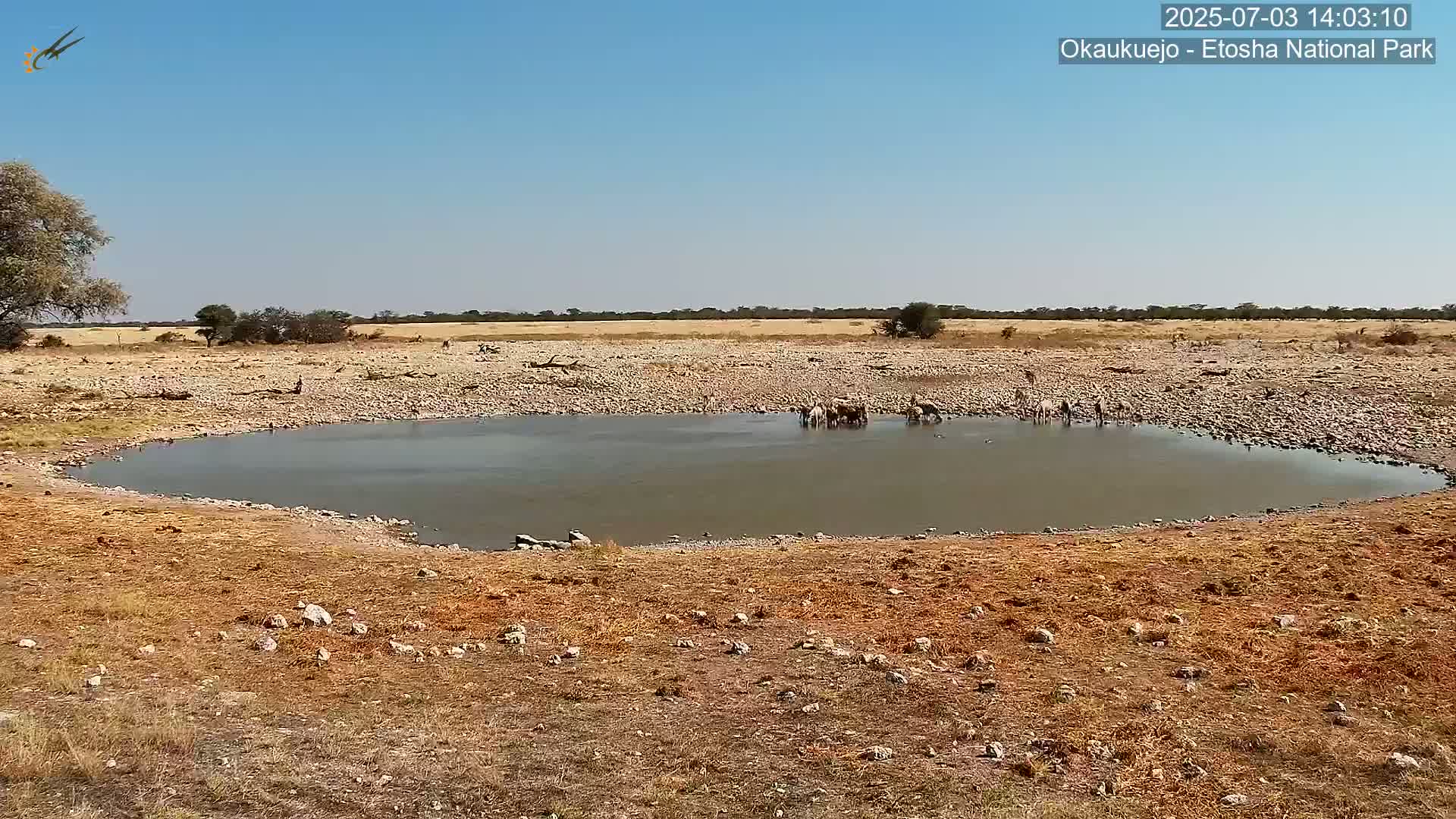 Wild Animal Life  in Okaukuejo Waterhole in Etosha National Park  -  Oshakati, Oshana, Namibia
