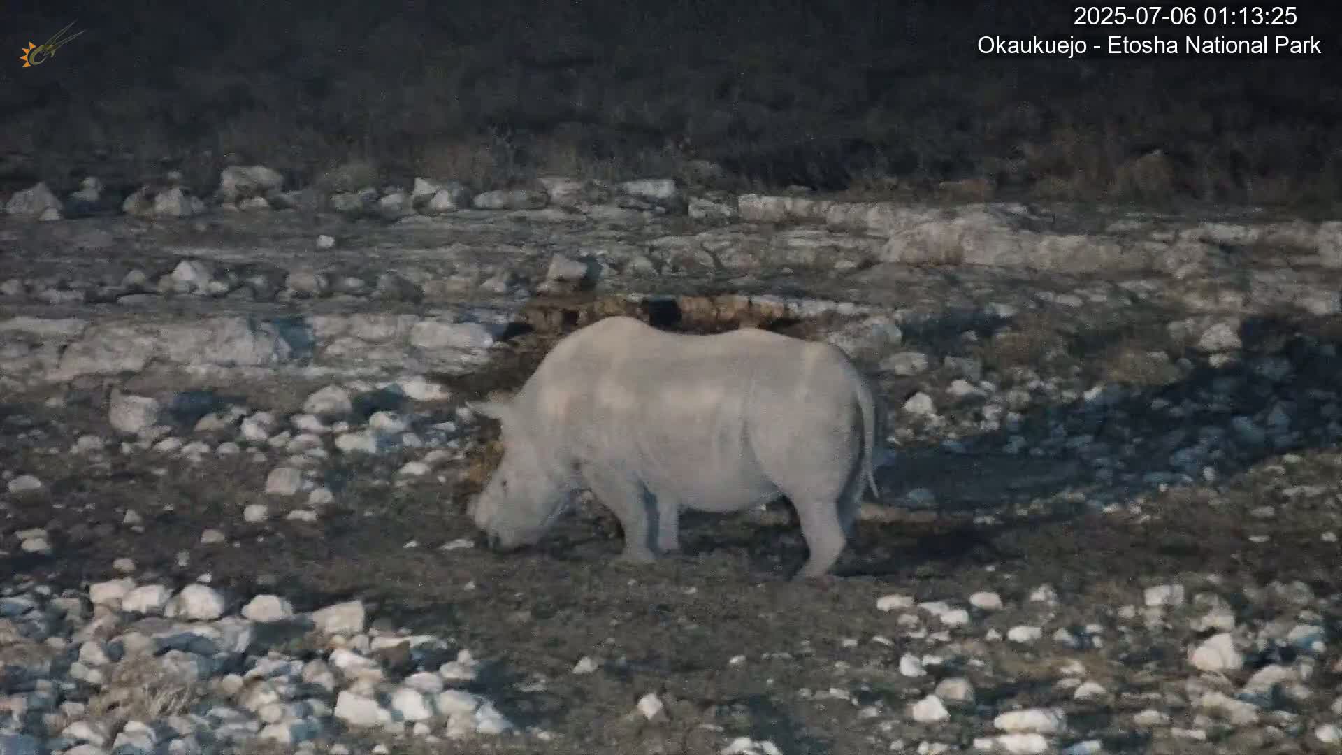 Wild Animal Life  in Okaukuejo Waterhole in Etosha National Park  -  Oshakati, Oshana, Namibia