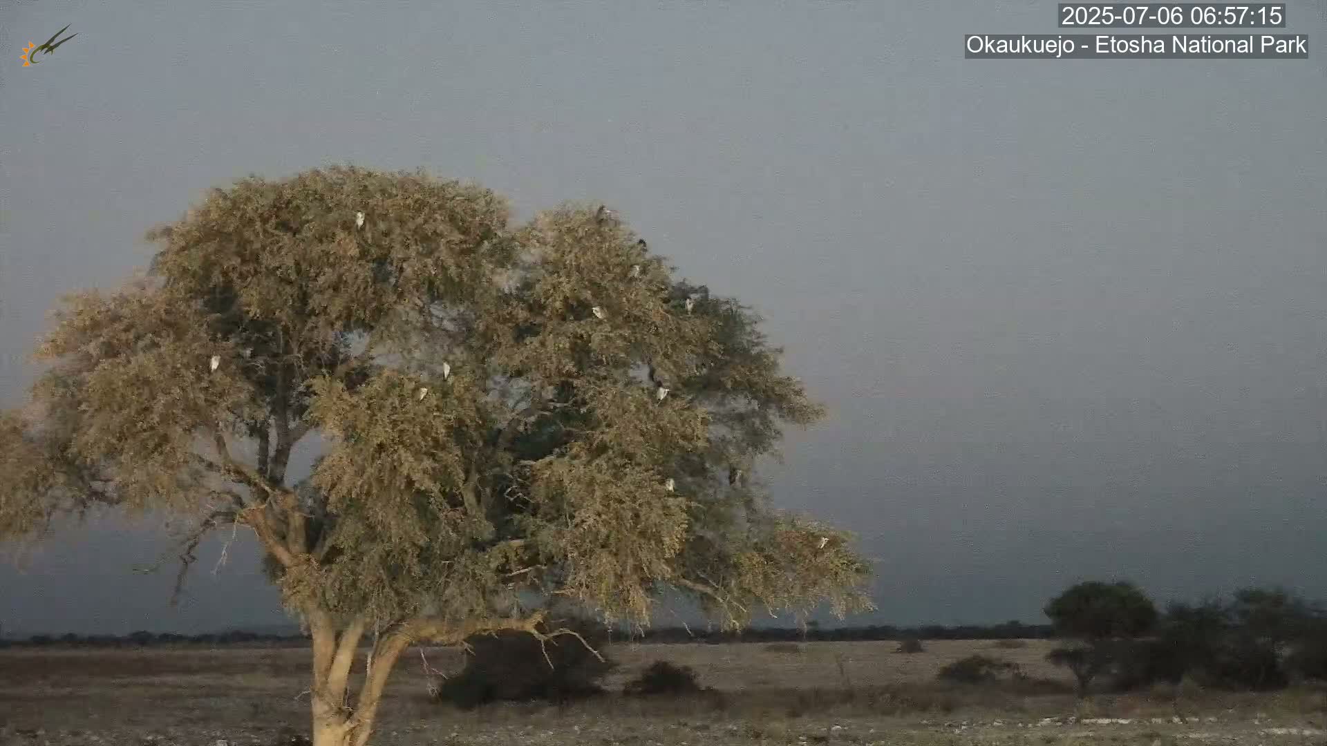 Wild Animal Life  in Okaukuejo Waterhole in Etosha National Park  -  Oshakati, Oshana, Namibia