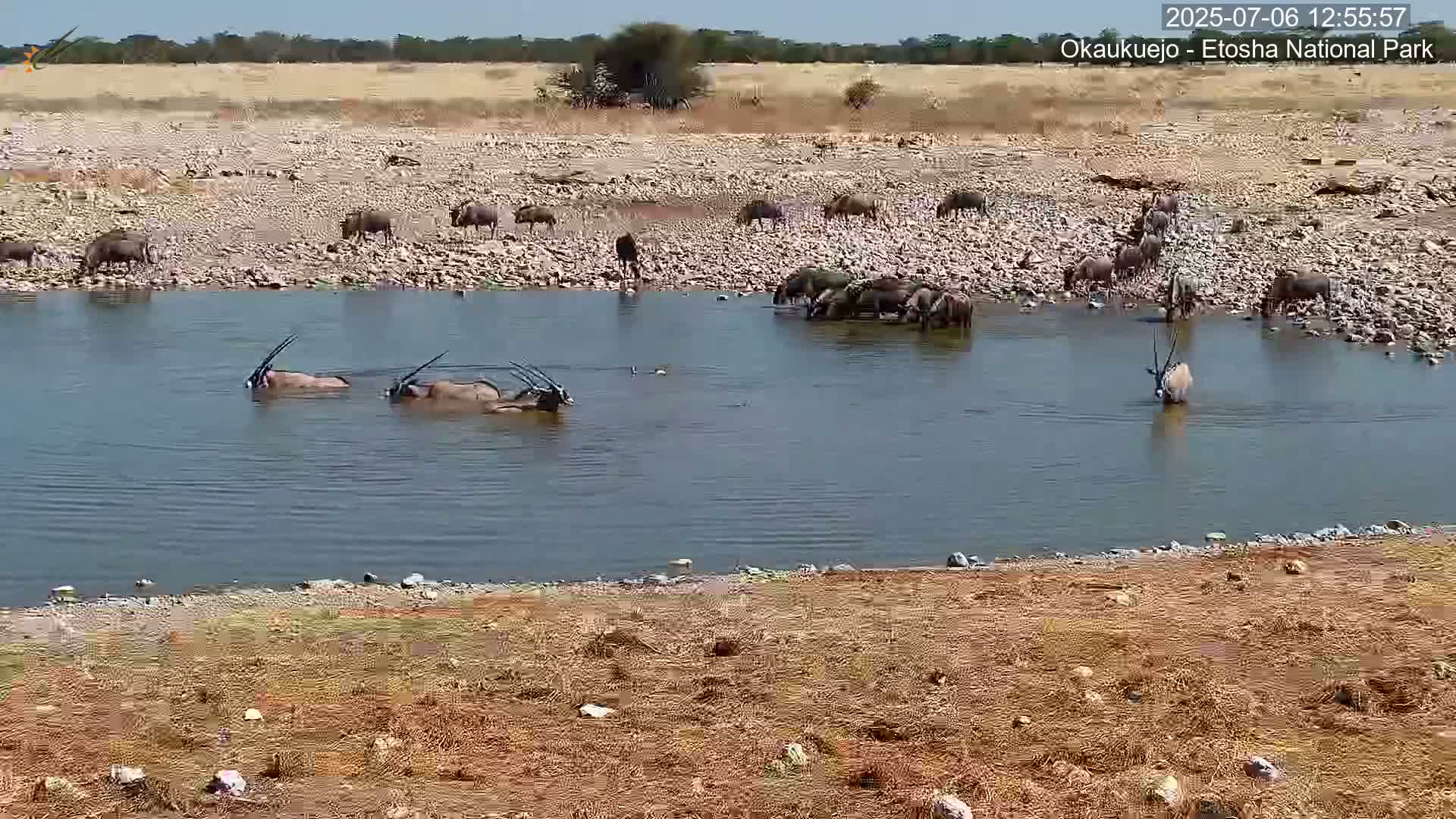 Wild Animal Life  in Okaukuejo Waterhole in Etosha National Park  -  Oshakati, Oshana, Namibia