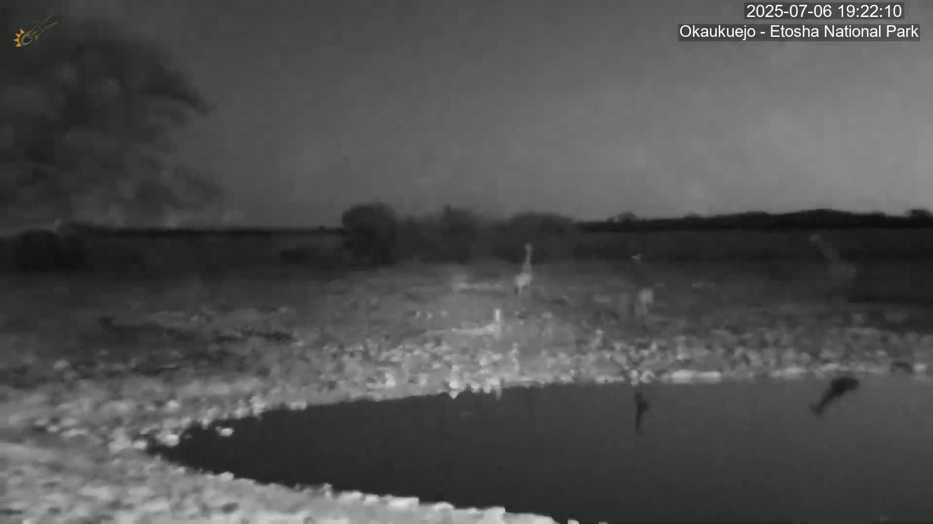 Wild Animal Life  in Okaukuejo Waterhole in Etosha National Park  -  Oshakati, Oshana, Namibia