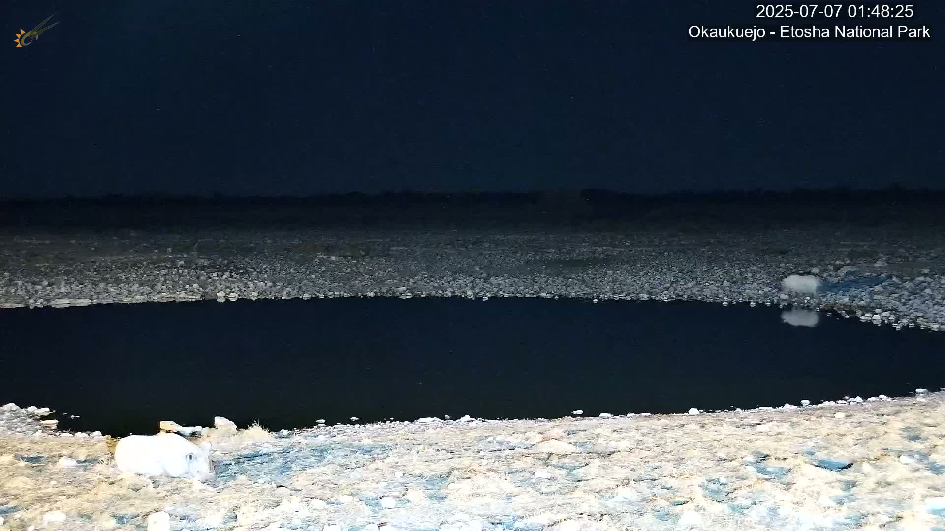 Wild Animal Life  in Okaukuejo Waterhole in Etosha National Park  -  Oshakati, Oshana, Namibia