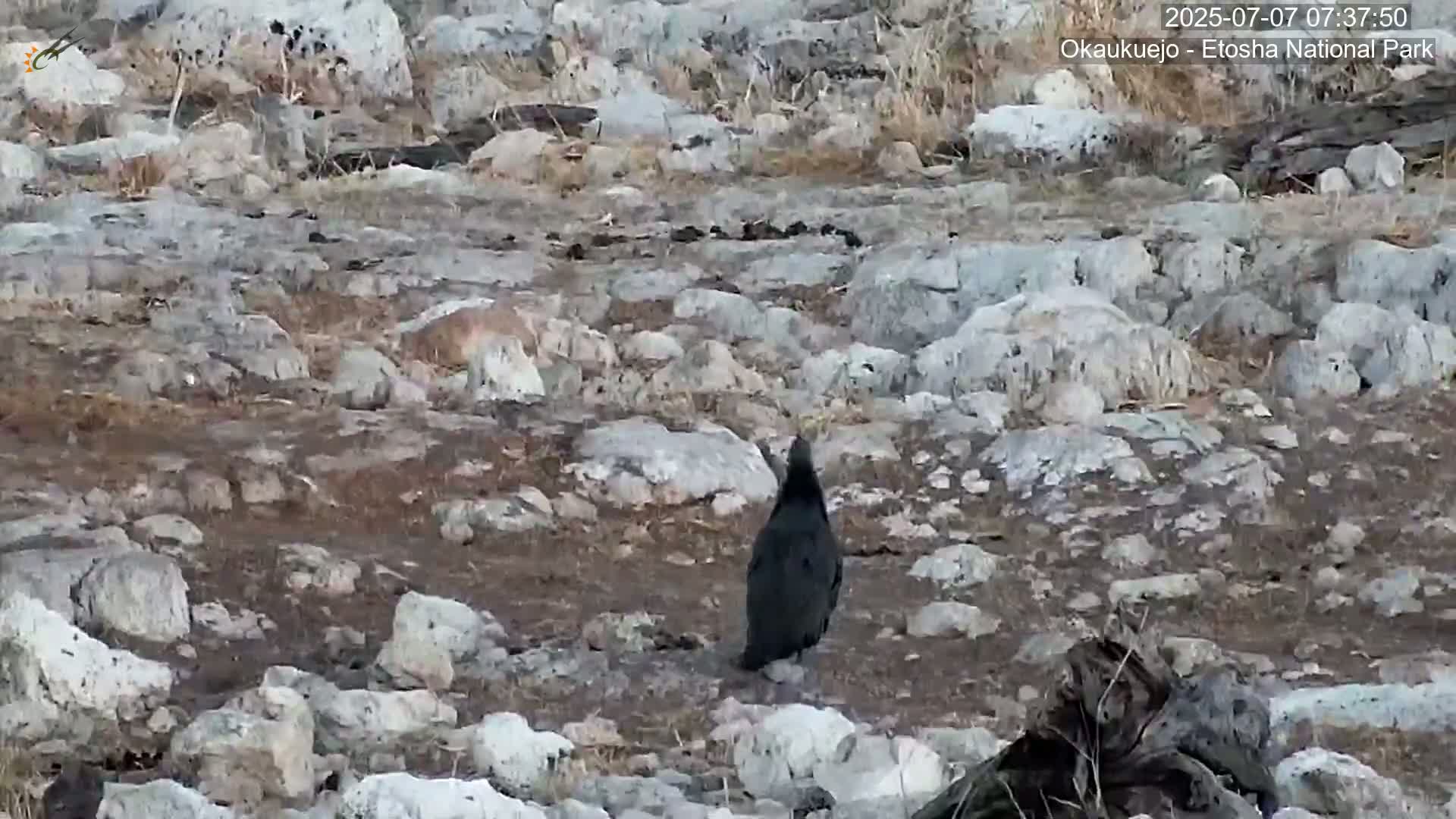 Wild Animal Life  in Okaukuejo Waterhole in Etosha National Park  -  Oshakati, Oshana, Namibia