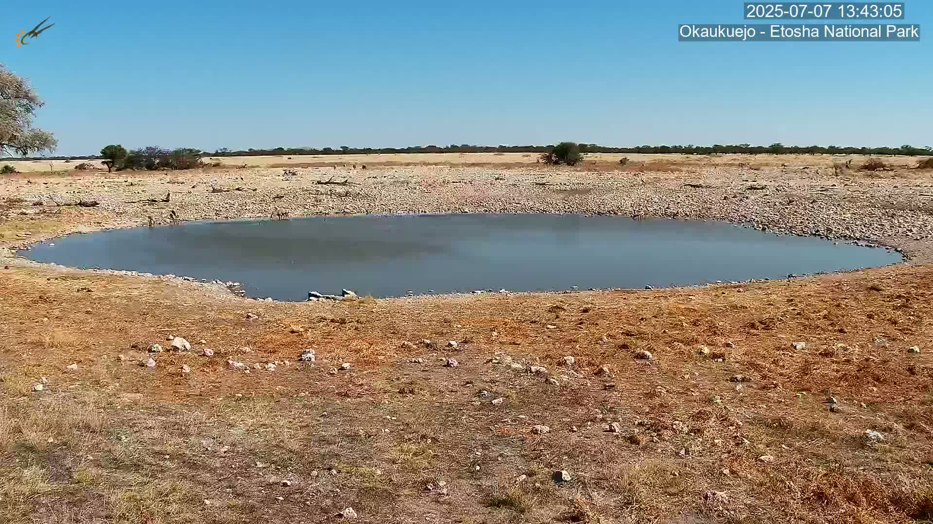 Wild Animal Life  in Okaukuejo Waterhole in Etosha National Park  -  Oshakati, Oshana, Namibia