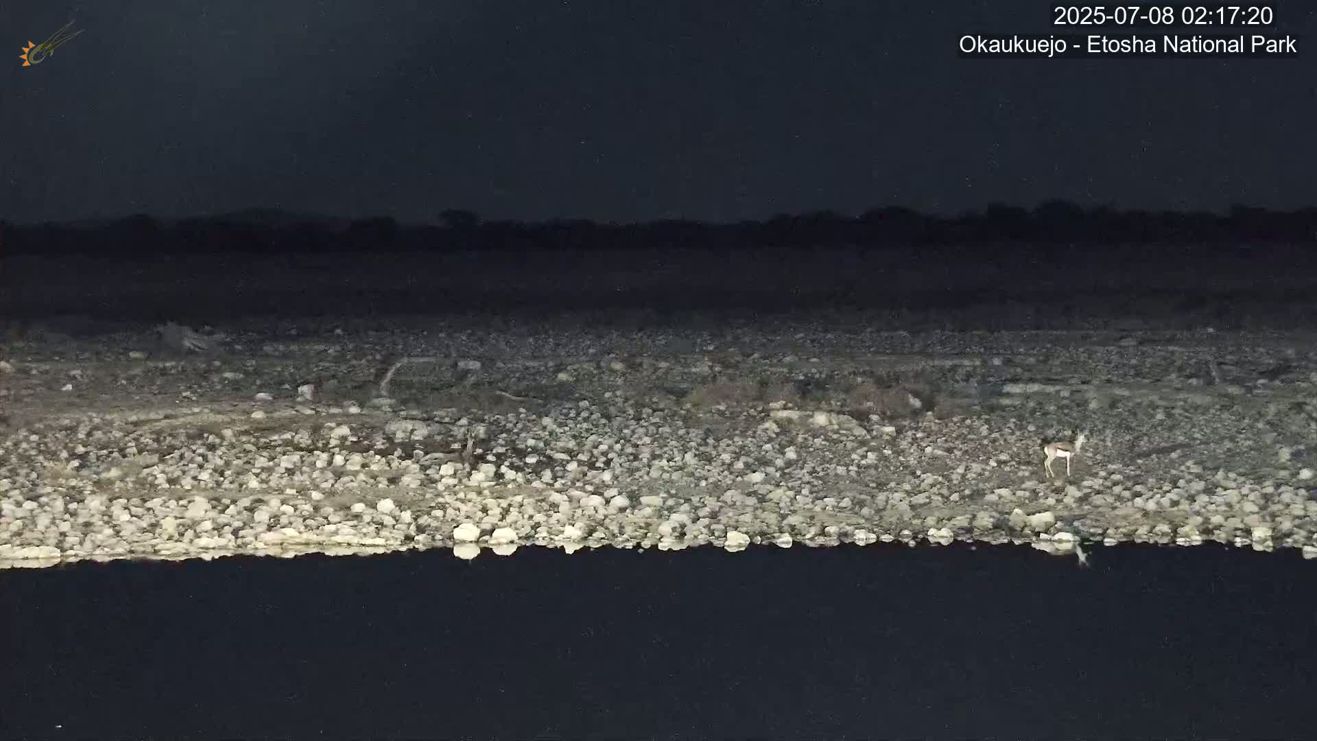 Wild Animal Life  in Okaukuejo Waterhole in Etosha National Park  -  Oshakati, Oshana, Namibia