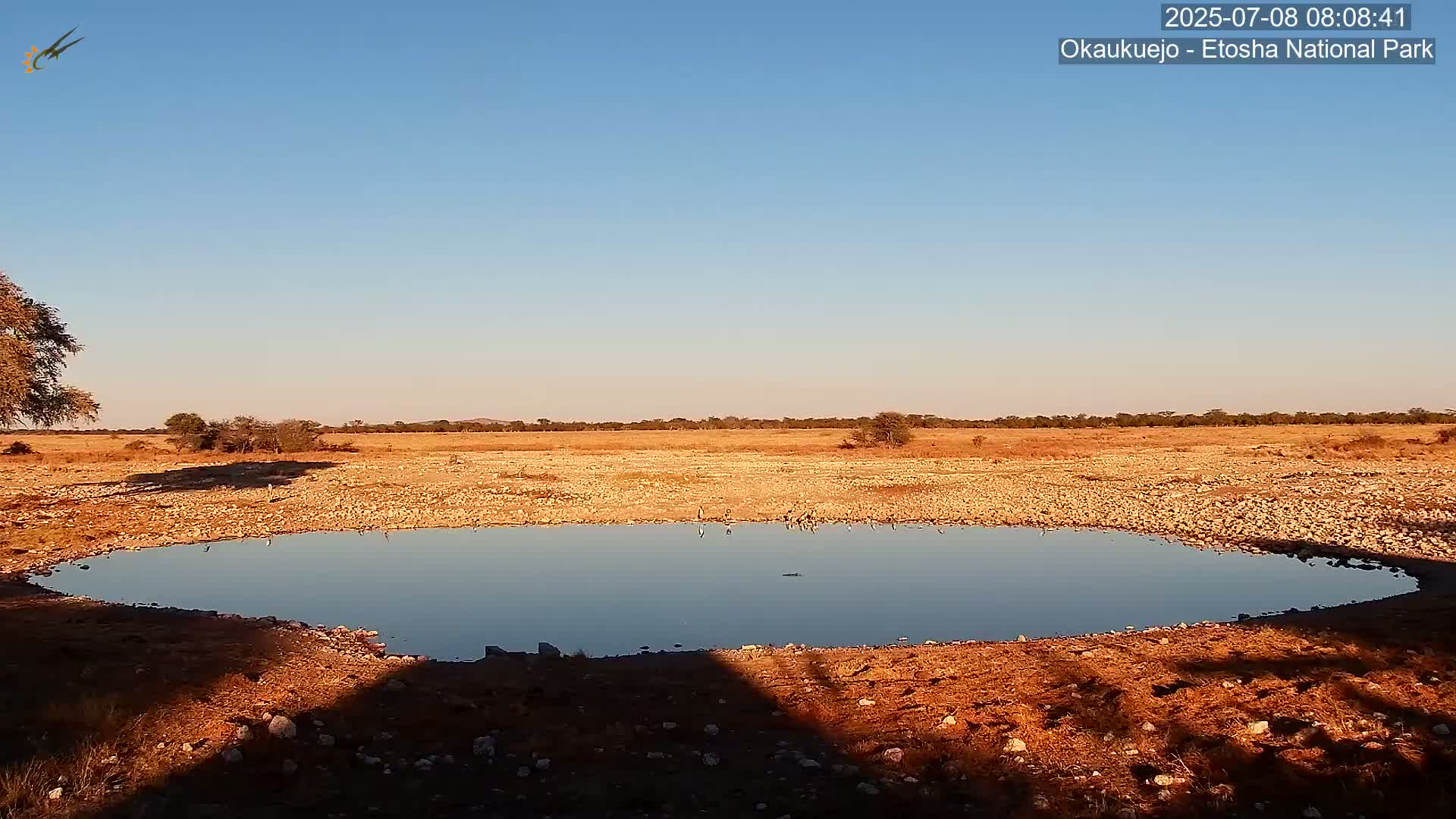 Wild Animal Life  in Okaukuejo Waterhole in Etosha National Park  -  Oshakati, Oshana, Namibia
