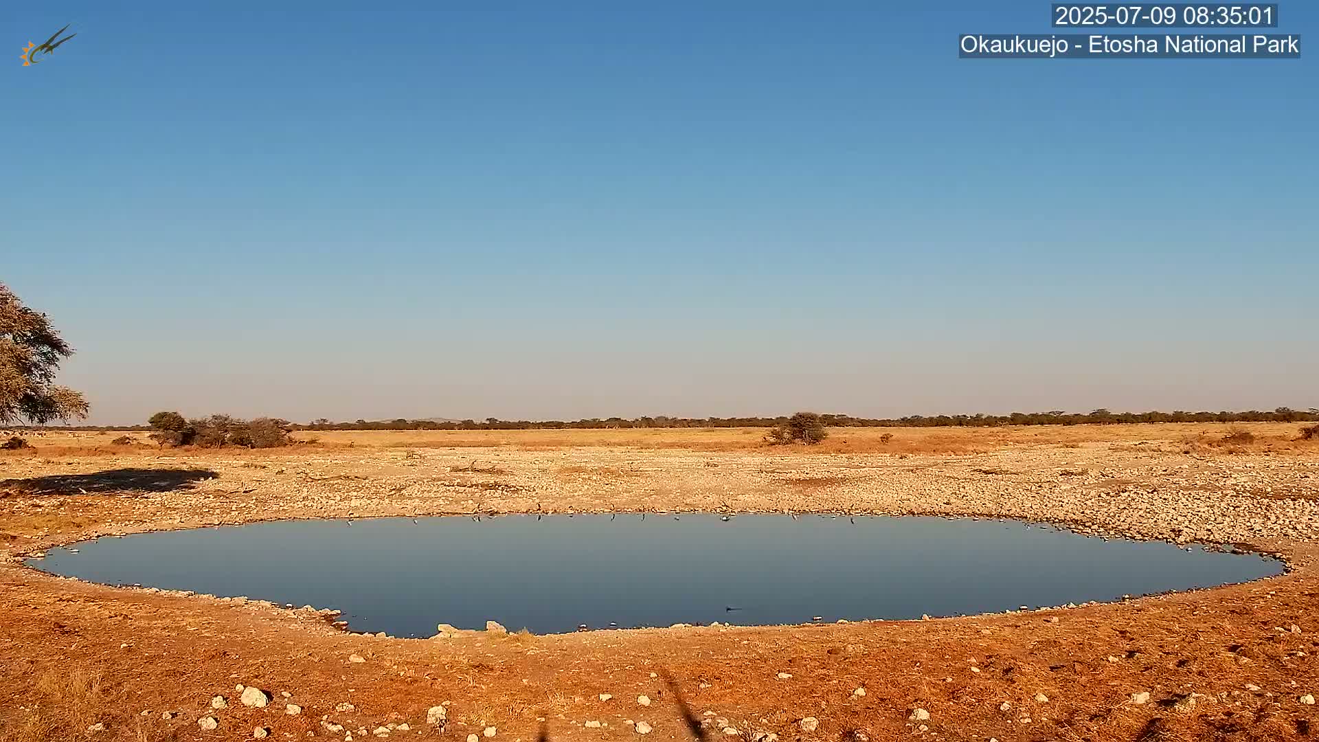 Wild Animal Life  in Okaukuejo Waterhole in Etosha National Park  -  Oshakati, Oshana, Namibia