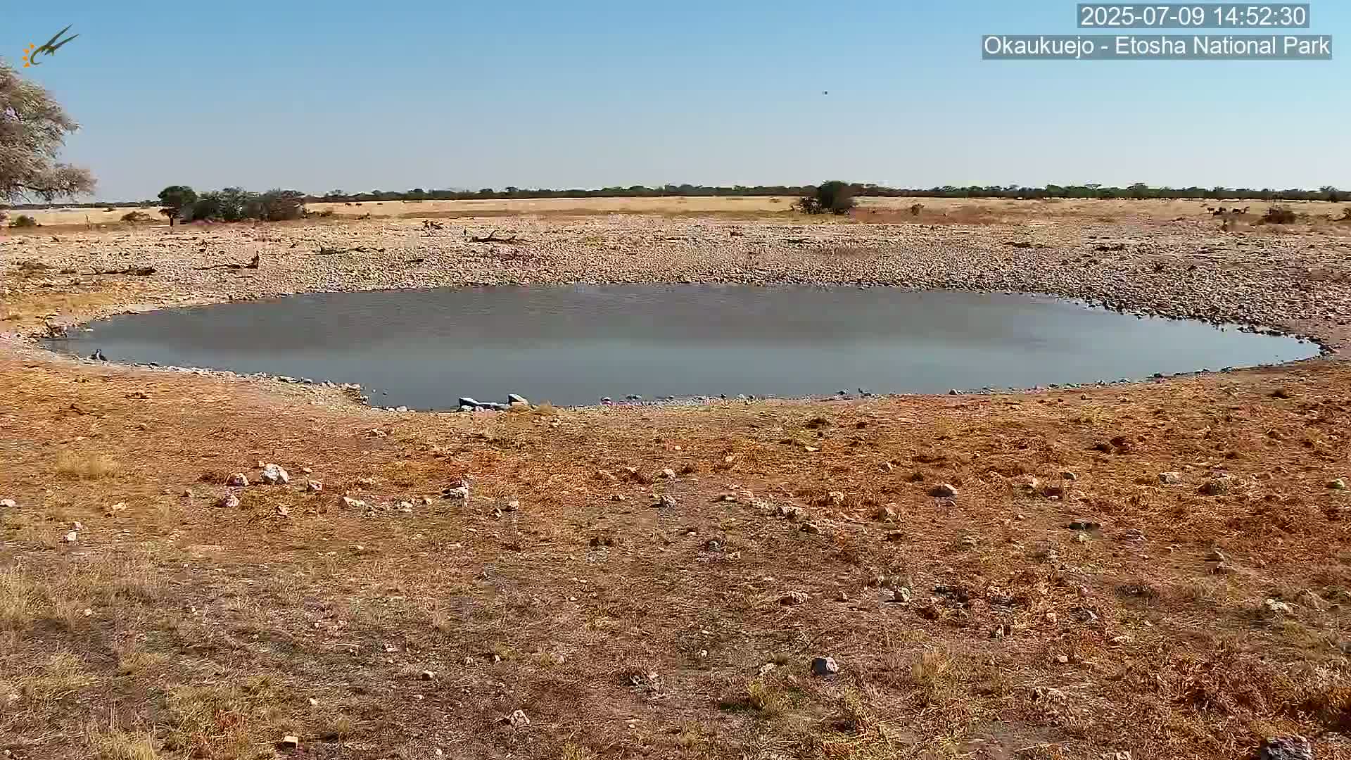 Wild Animal Life  in Okaukuejo Waterhole in Etosha National Park  -  Oshakati, Oshana, Namibia