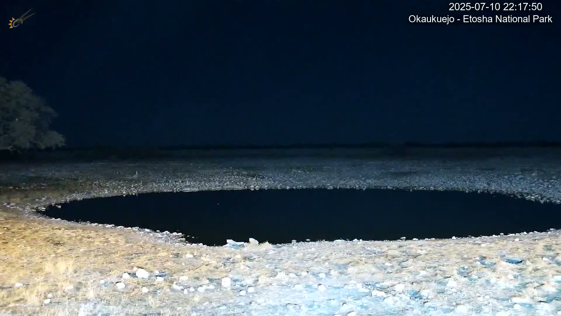 Wild Animal Life  in Okaukuejo Waterhole in Etosha National Park  -  Oshakati, Oshana, Namibia
