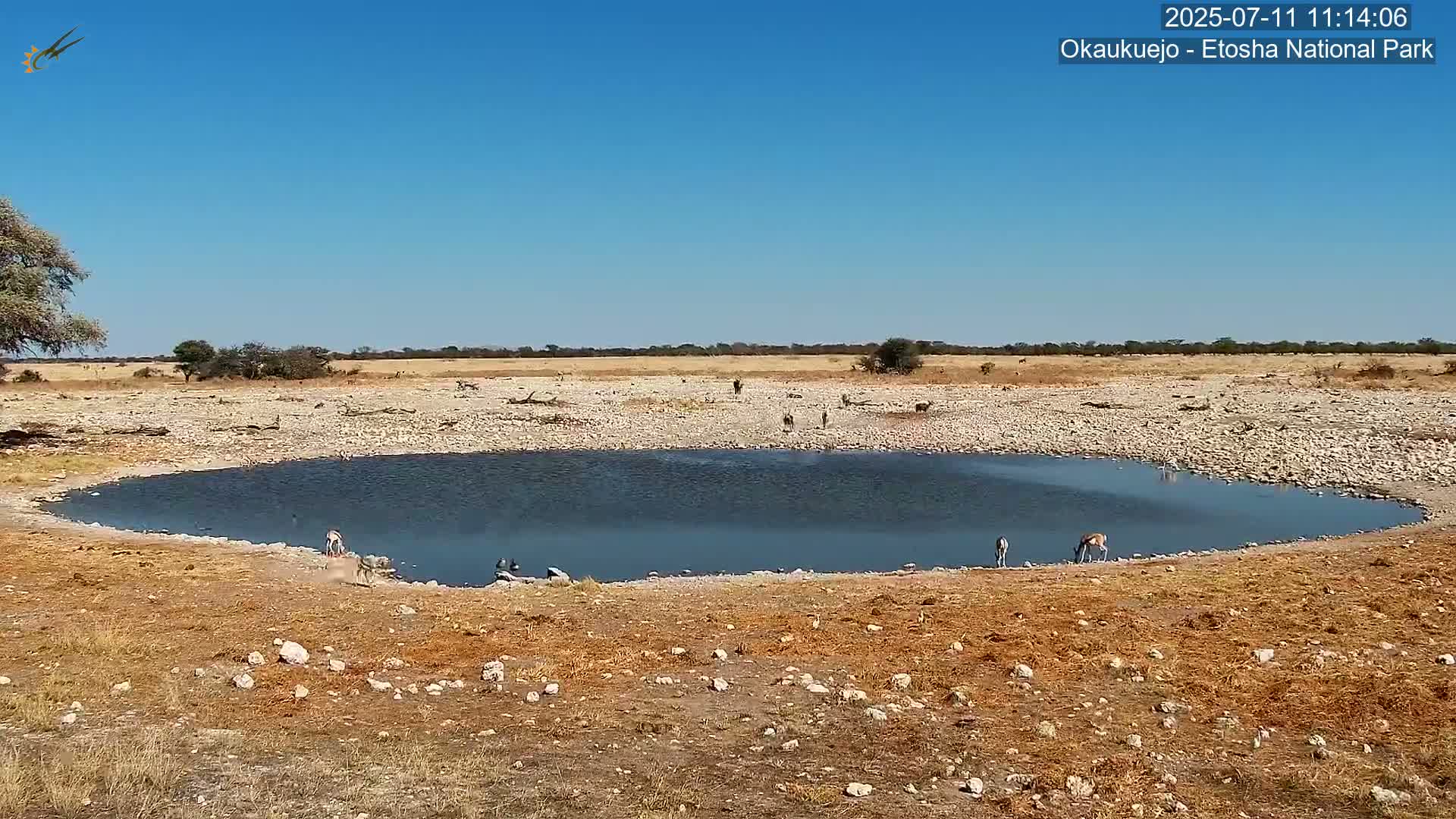 Wild Animal Life  in Okaukuejo Waterhole in Etosha National Park  -  Oshakati, Oshana, Namibia