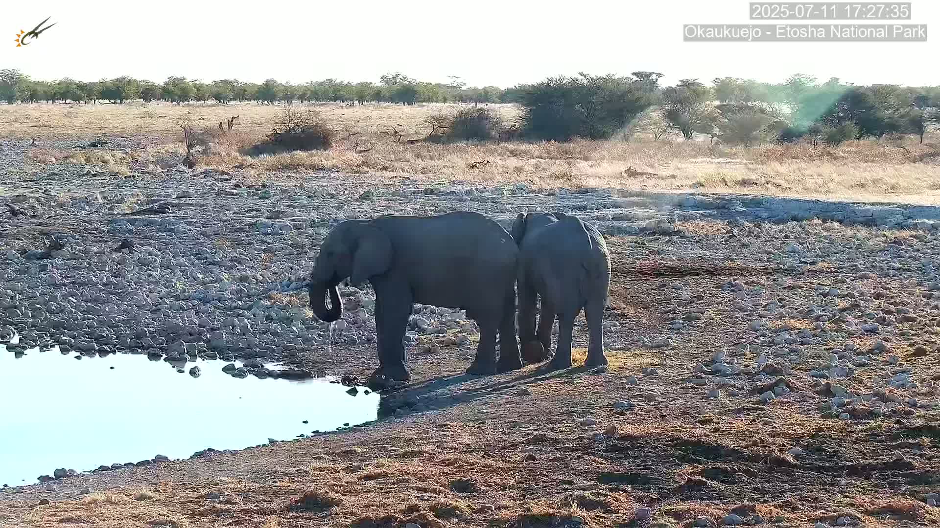 Wild Animal Life  in Okaukuejo Waterhole in Etosha National Park  -  Oshakati, Oshana, Namibia
