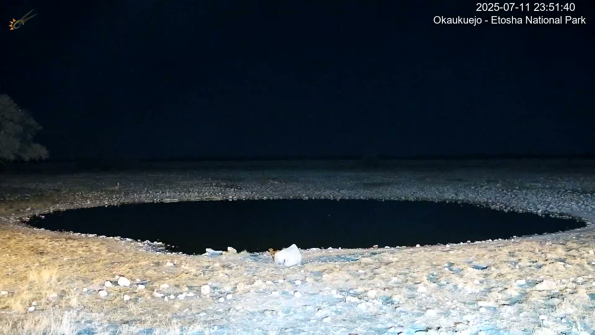 Wild Animal Life  in Okaukuejo Waterhole in Etosha National Park  -  Oshakati, Oshana, Namibia