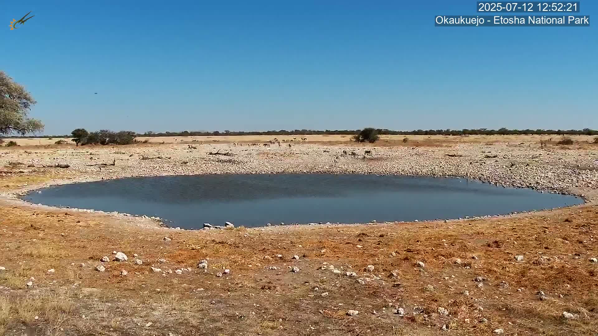 Wild Animal Life  in Okaukuejo Waterhole in Etosha National Park  -  Oshakati, Oshana, Namibia