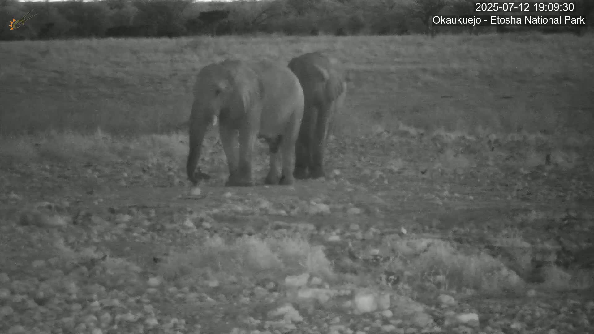 Wild Animal Life  in Okaukuejo Waterhole in Etosha National Park  -  Oshakati, Oshana, Namibia