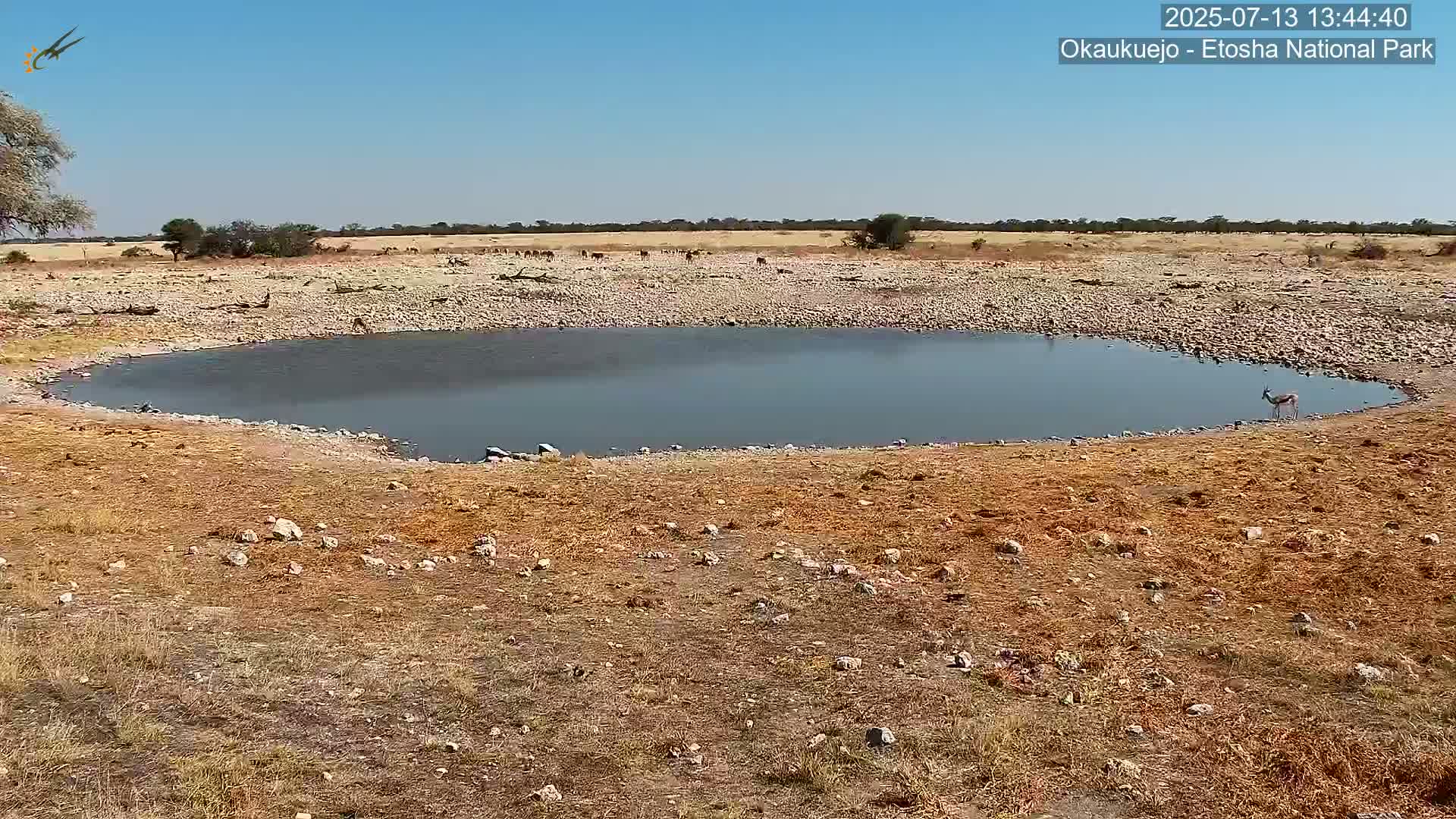 Wild Animal Life  in Okaukuejo Waterhole in Etosha National Park  -  Oshakati, Oshana, Namibia