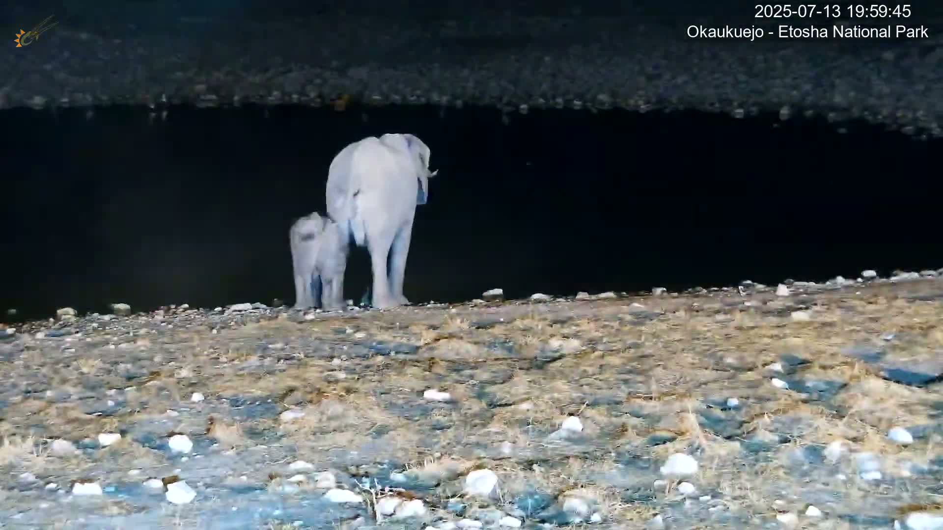 Wild Animal Life  in Okaukuejo Waterhole in Etosha National Park  -  Oshakati, Oshana, Namibia