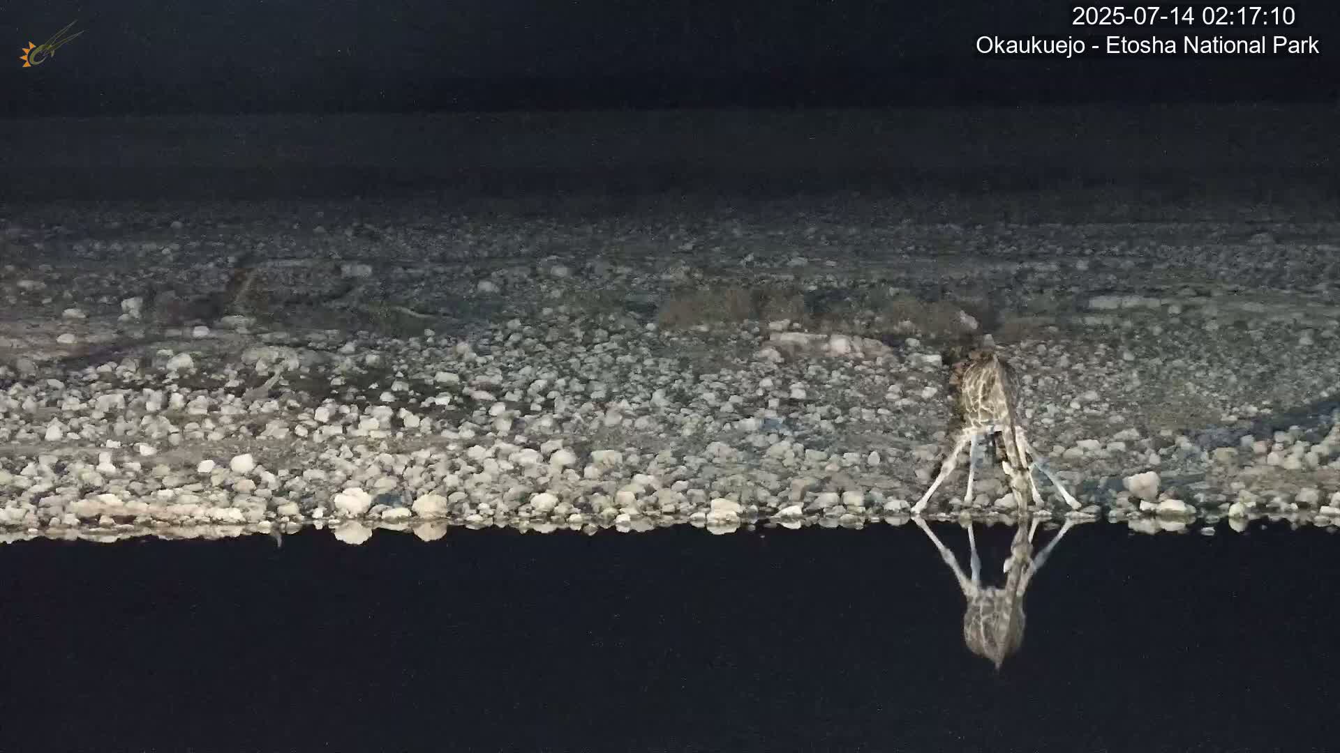 Wild Animal Life  in Okaukuejo Waterhole in Etosha National Park  -  Oshakati, Oshana, Namibia