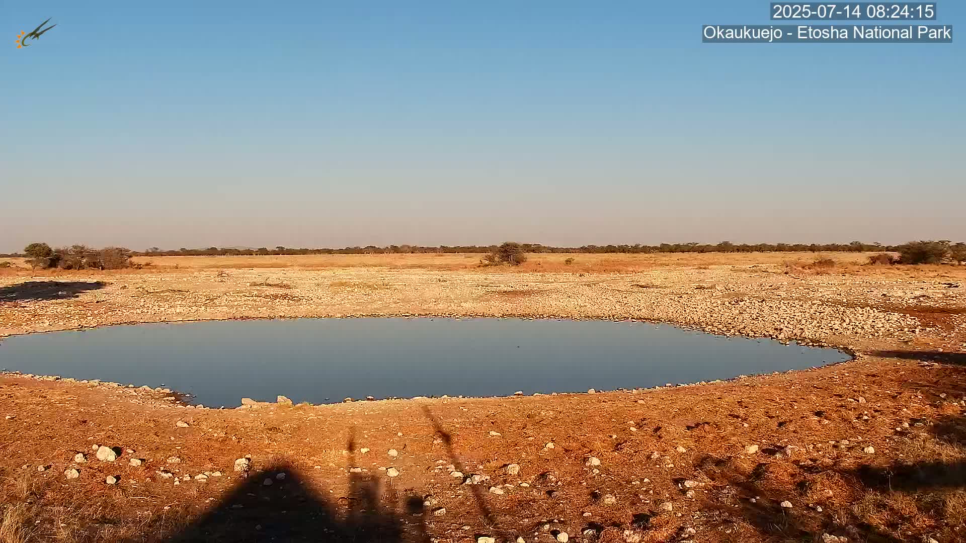 Wild Animal Life  in Okaukuejo Waterhole in Etosha National Park  -  Oshakati, Oshana, Namibia