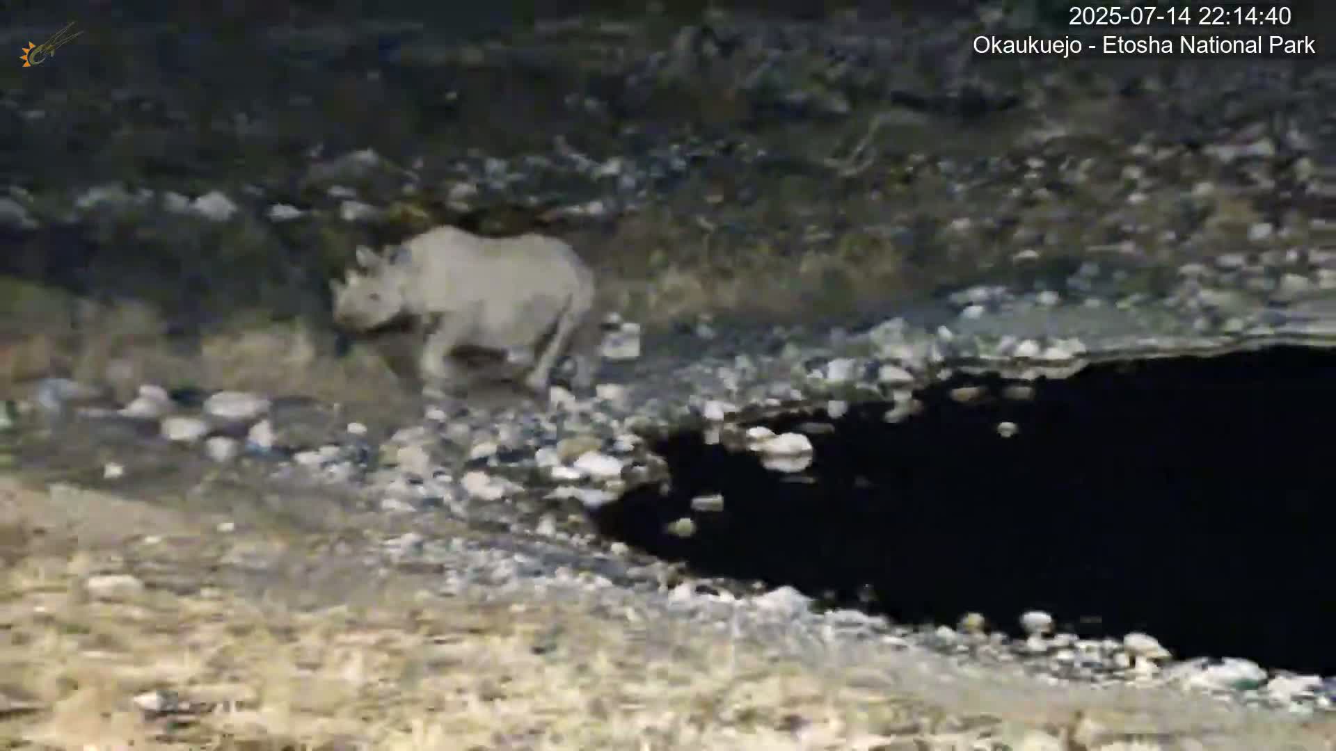 Wild Animal Life  in Okaukuejo Waterhole in Etosha National Park  -  Oshakati, Oshana, Namibia