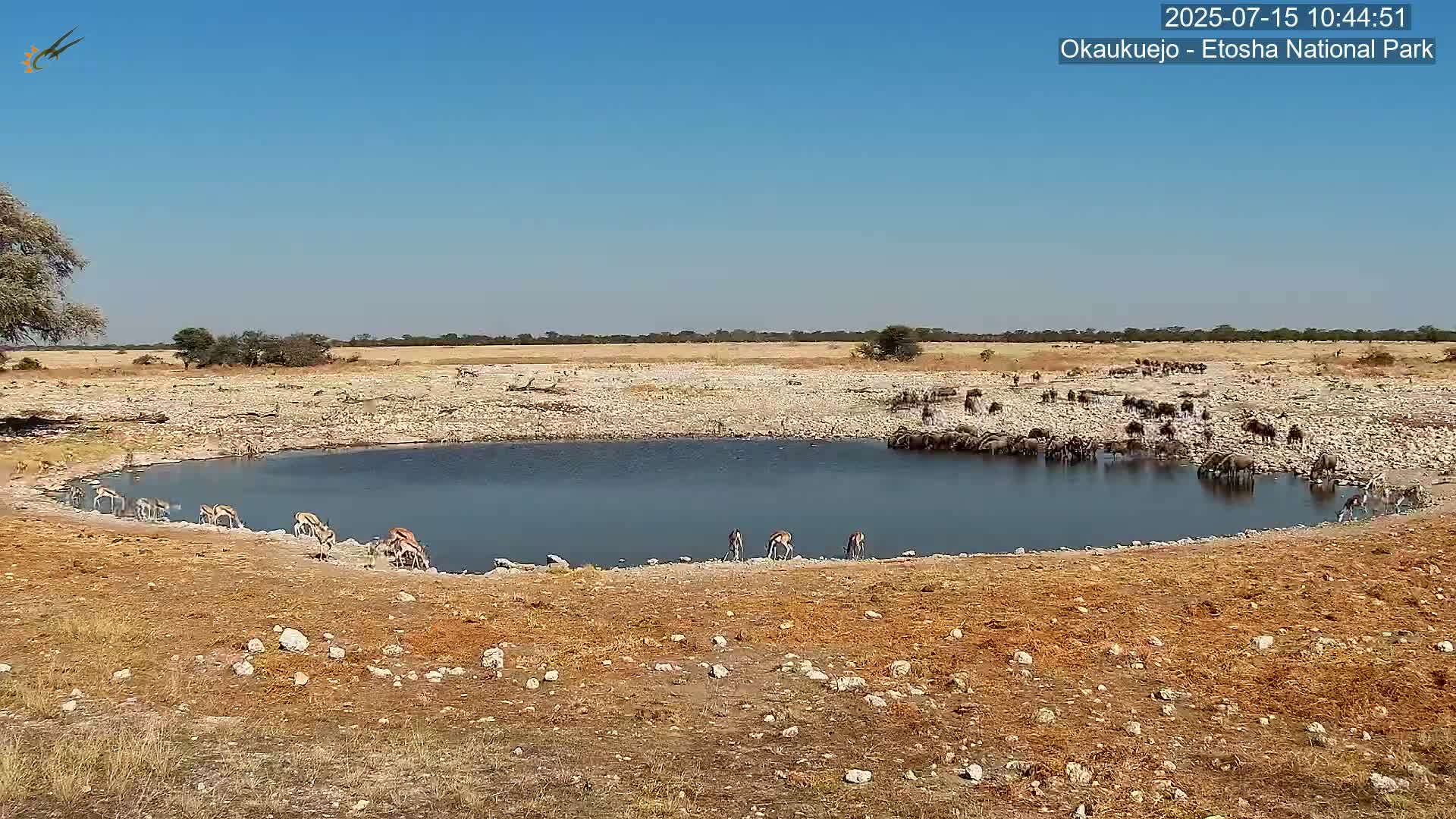 Wild Animal Life  in Okaukuejo Waterhole in Etosha National Park  -  Oshakati, Oshana, Namibia