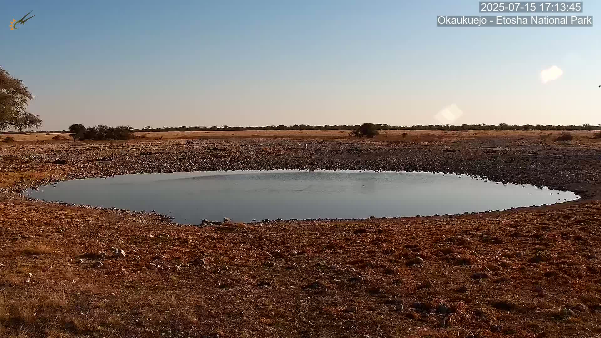 Wild Animal Life  in Okaukuejo Waterhole in Etosha National Park  -  Oshakati, Oshana, Namibia