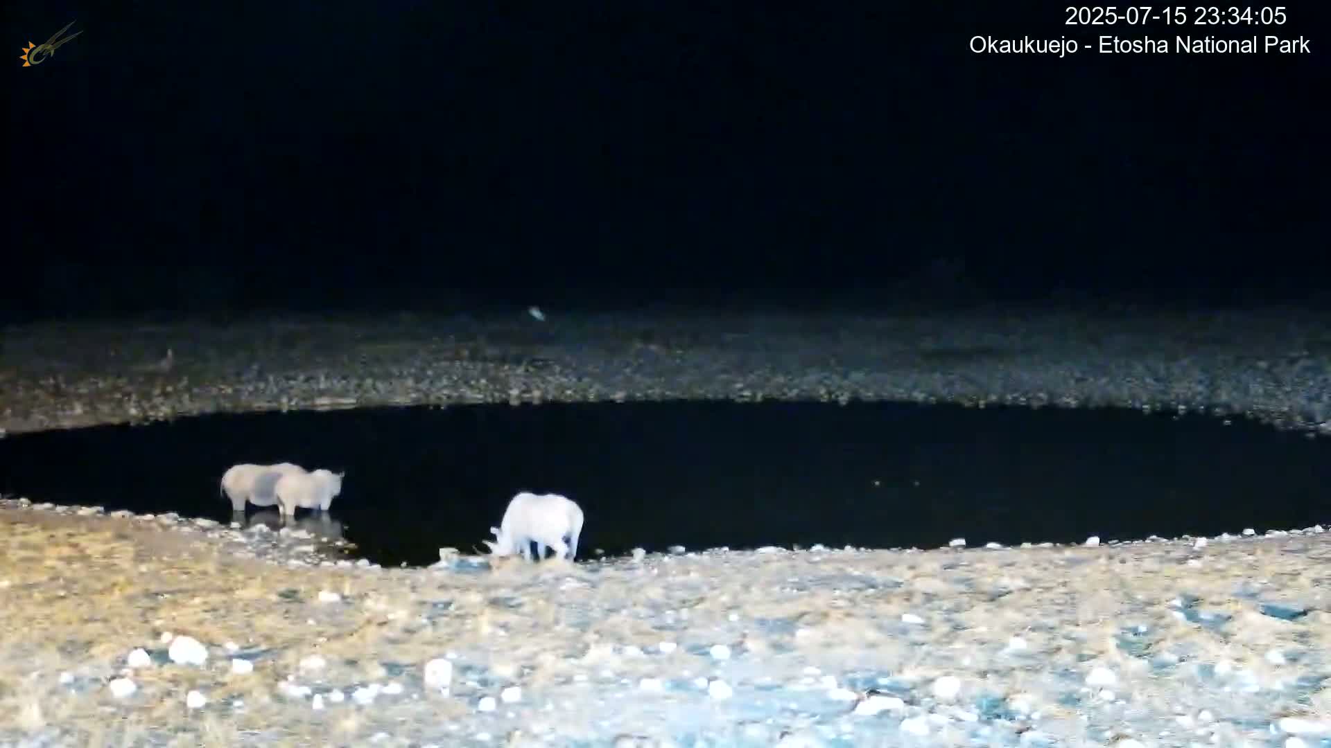 Wild Animal Life  in Okaukuejo Waterhole in Etosha National Park  -  Oshakati, Oshana, Namibia
