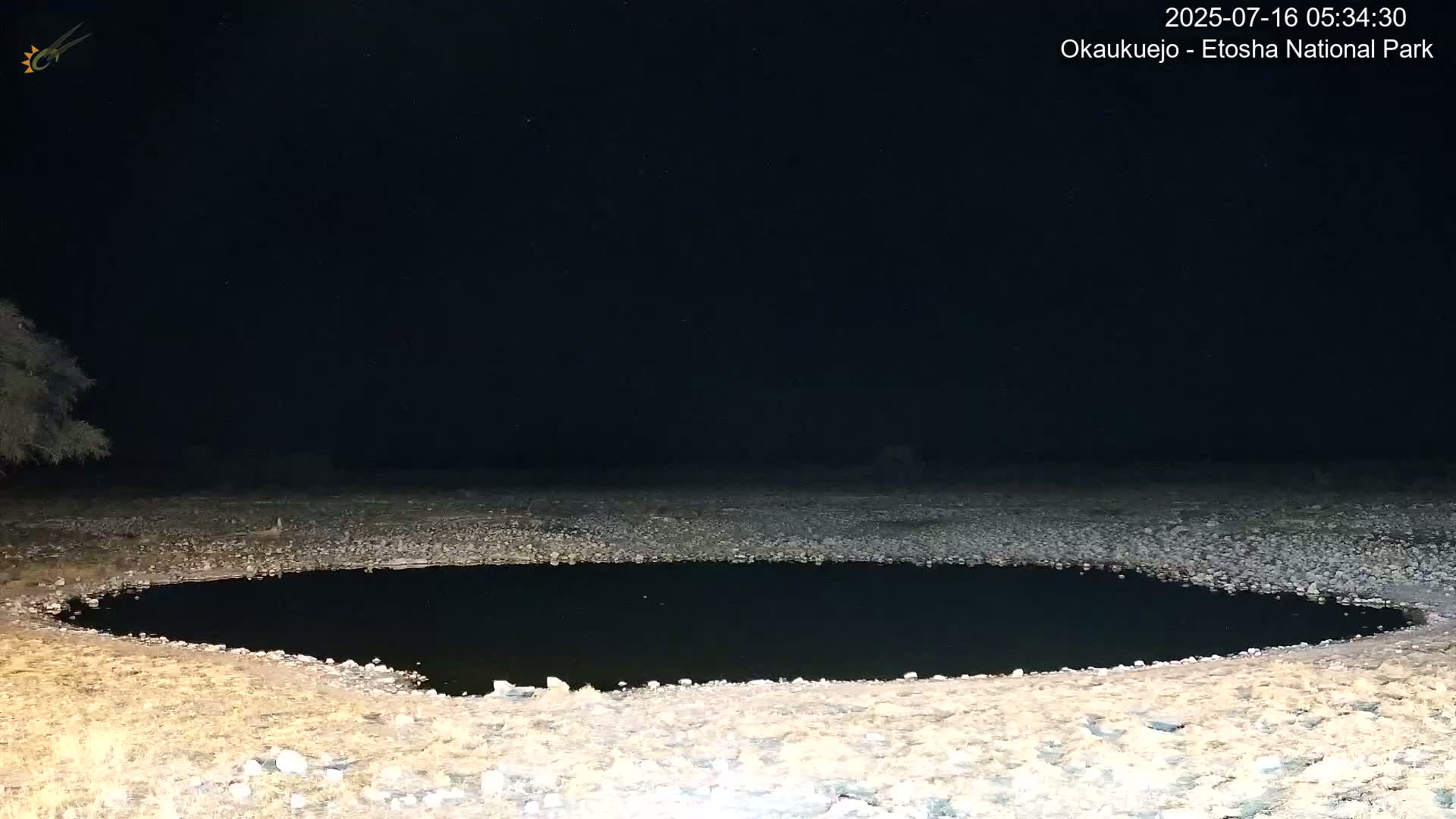 Wild Animal Life  in Okaukuejo Waterhole in Etosha National Park  -  Oshakati, Oshana, Namibia