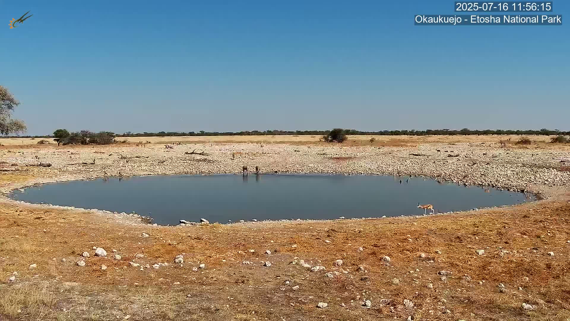 Wild Animal Life  in Okaukuejo Waterhole in Etosha National Park  -  Oshakati, Oshana, Namibia
