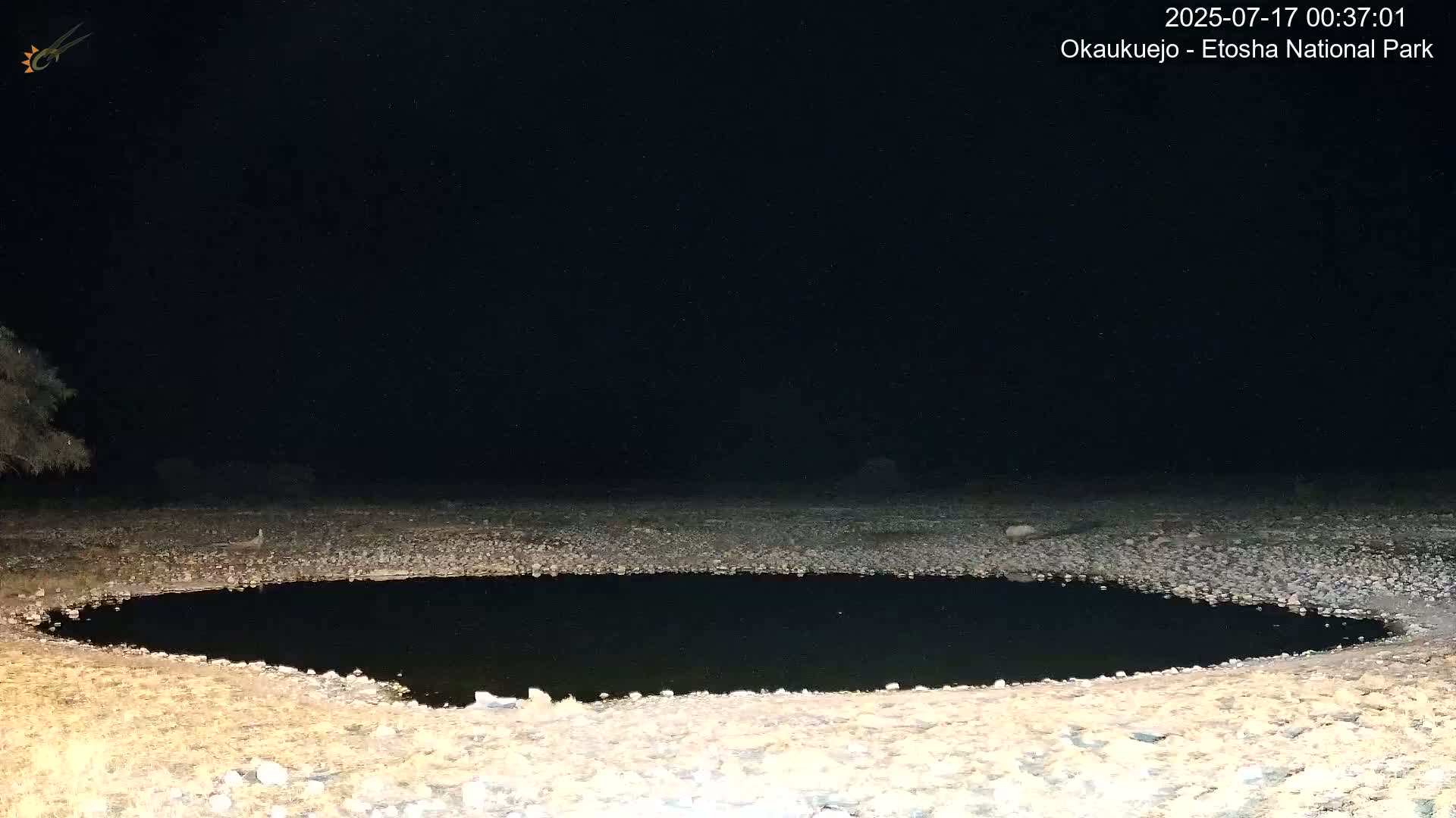 Wild Animal Life  in Okaukuejo Waterhole in Etosha National Park  -  Oshakati, Oshana, Namibia