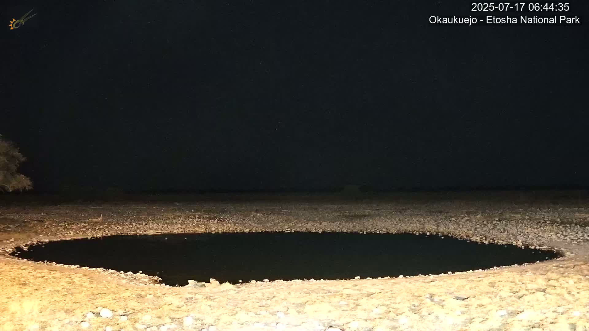 Wild Animal Life  in Okaukuejo Waterhole in Etosha National Park  -  Oshakati, Oshana, Namibia