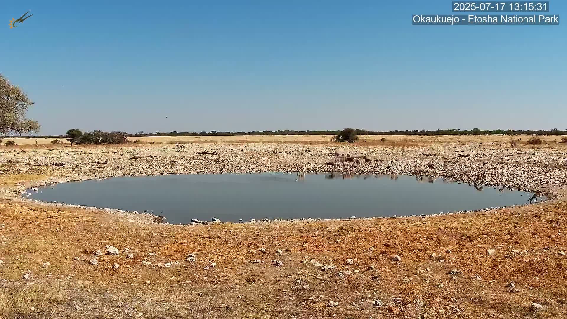 Wild Animal Life  in Okaukuejo Waterhole in Etosha National Park  -  Oshakati, Oshana, Namibia