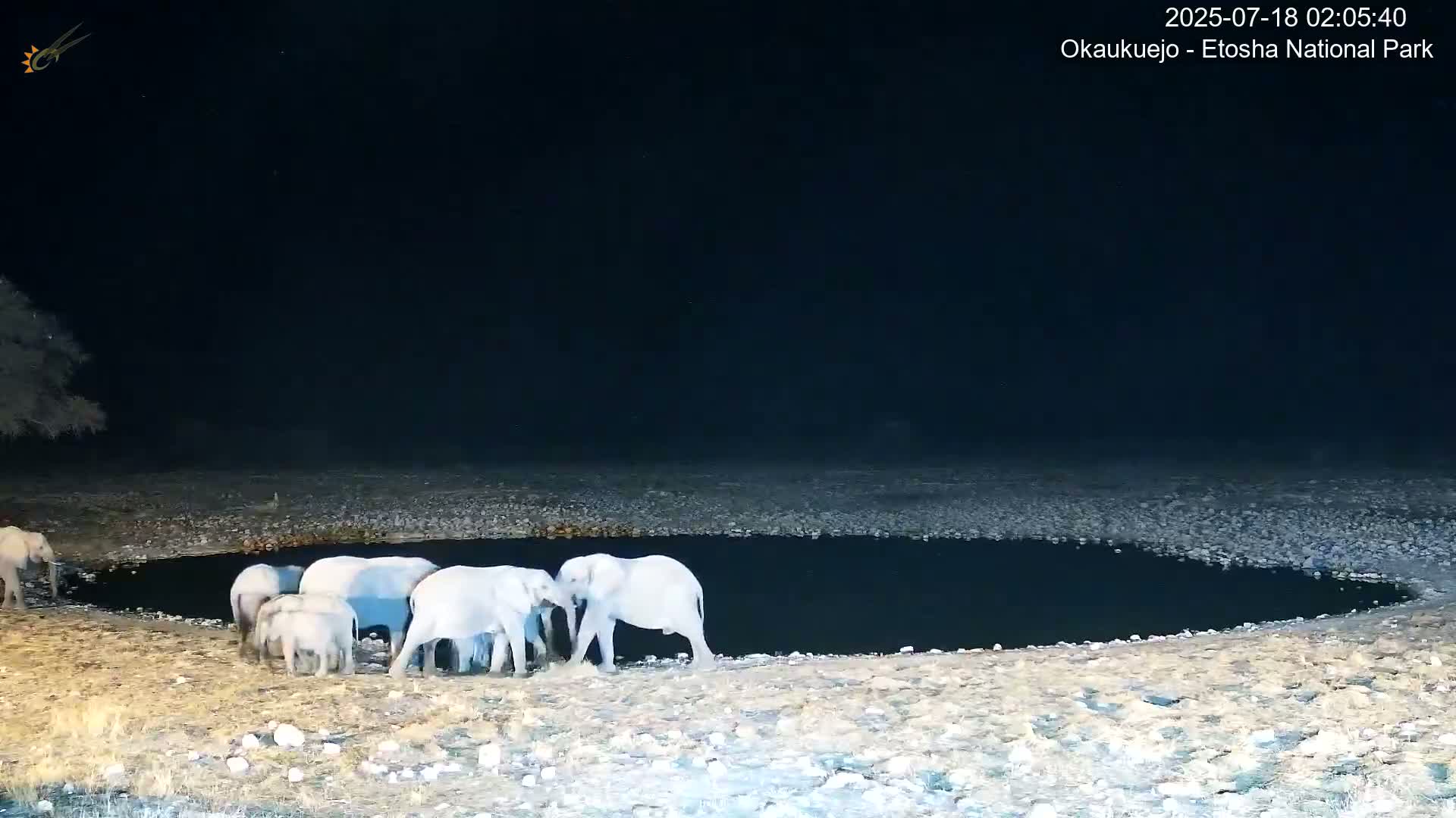 Wild Animal Life  in Okaukuejo Waterhole in Etosha National Park  -  Oshakati, Oshana, Namibia