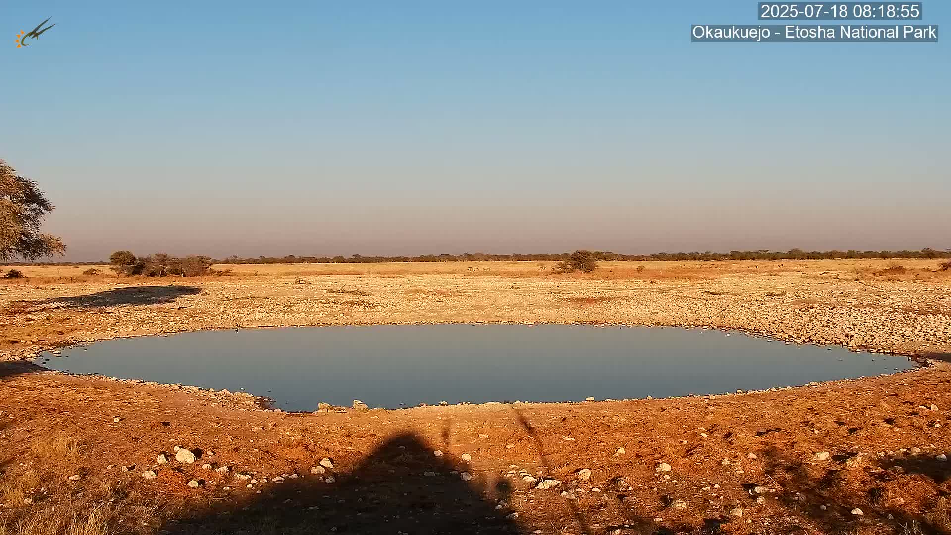 Wild Animal Life  in Okaukuejo Waterhole in Etosha National Park  -  Oshakati, Oshana, Namibia