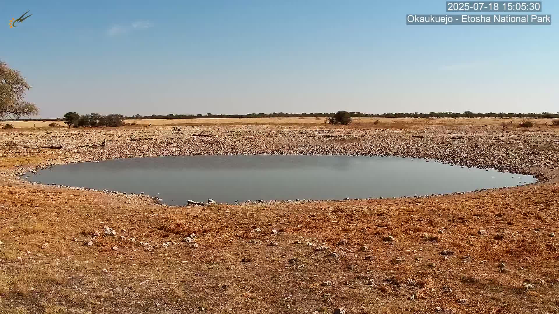 Wild Animal Life  in Okaukuejo Waterhole in Etosha National Park  -  Oshakati, Oshana, Namibia