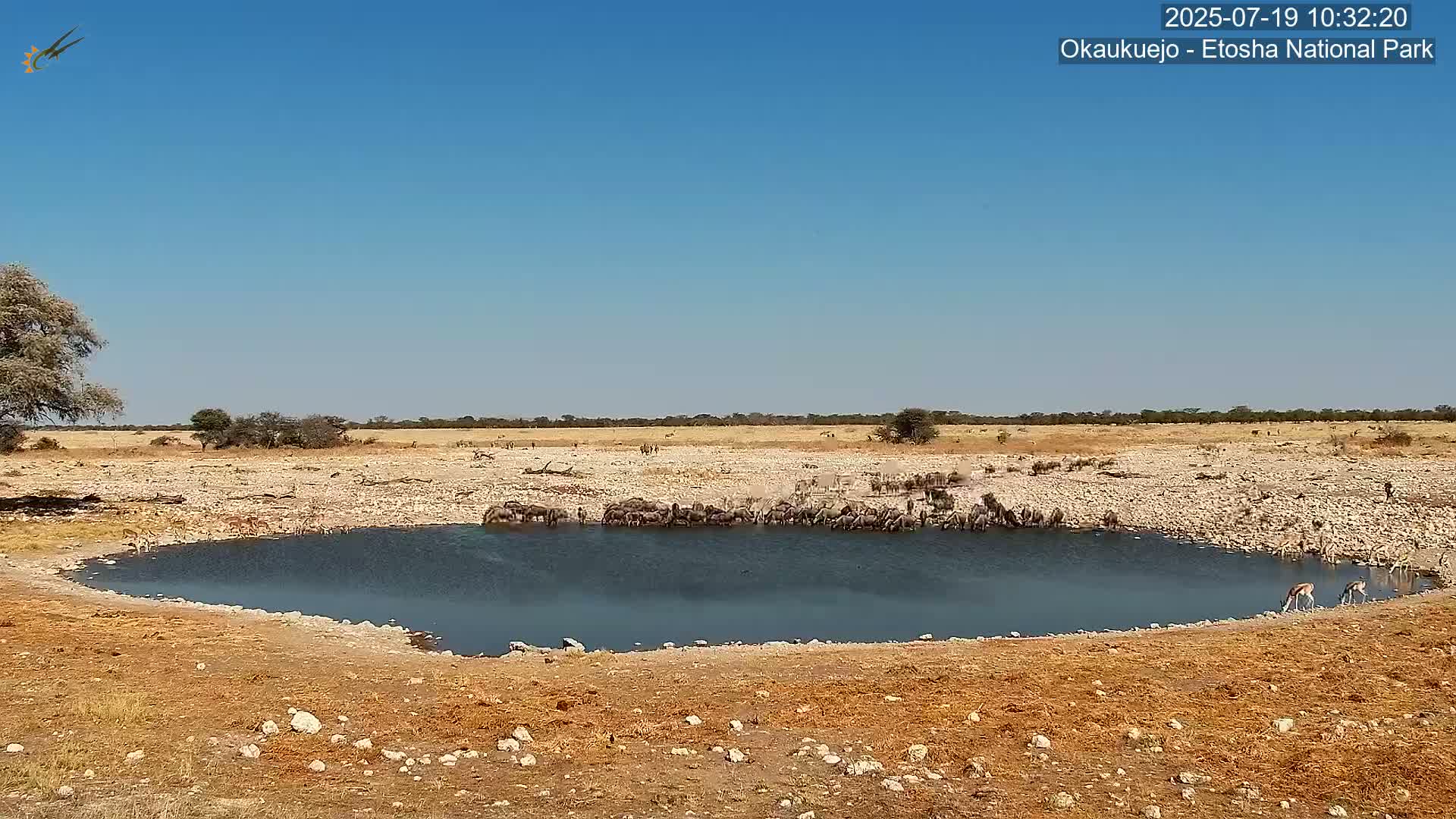 Wild Animal Life  in Okaukuejo Waterhole in Etosha National Park  -  Oshakati, Oshana, Namibia