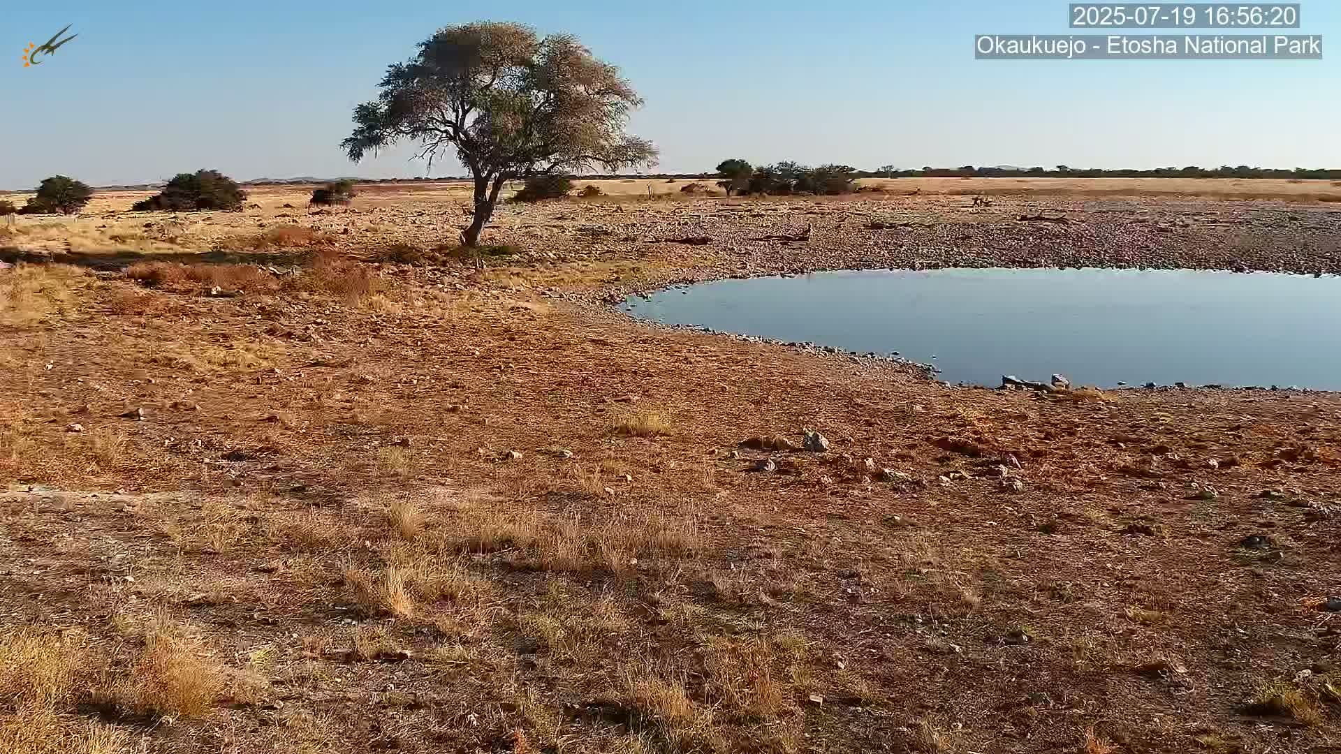 Wild Animal Life  in Okaukuejo Waterhole in Etosha National Park  -  Oshakati, Oshana, Namibia