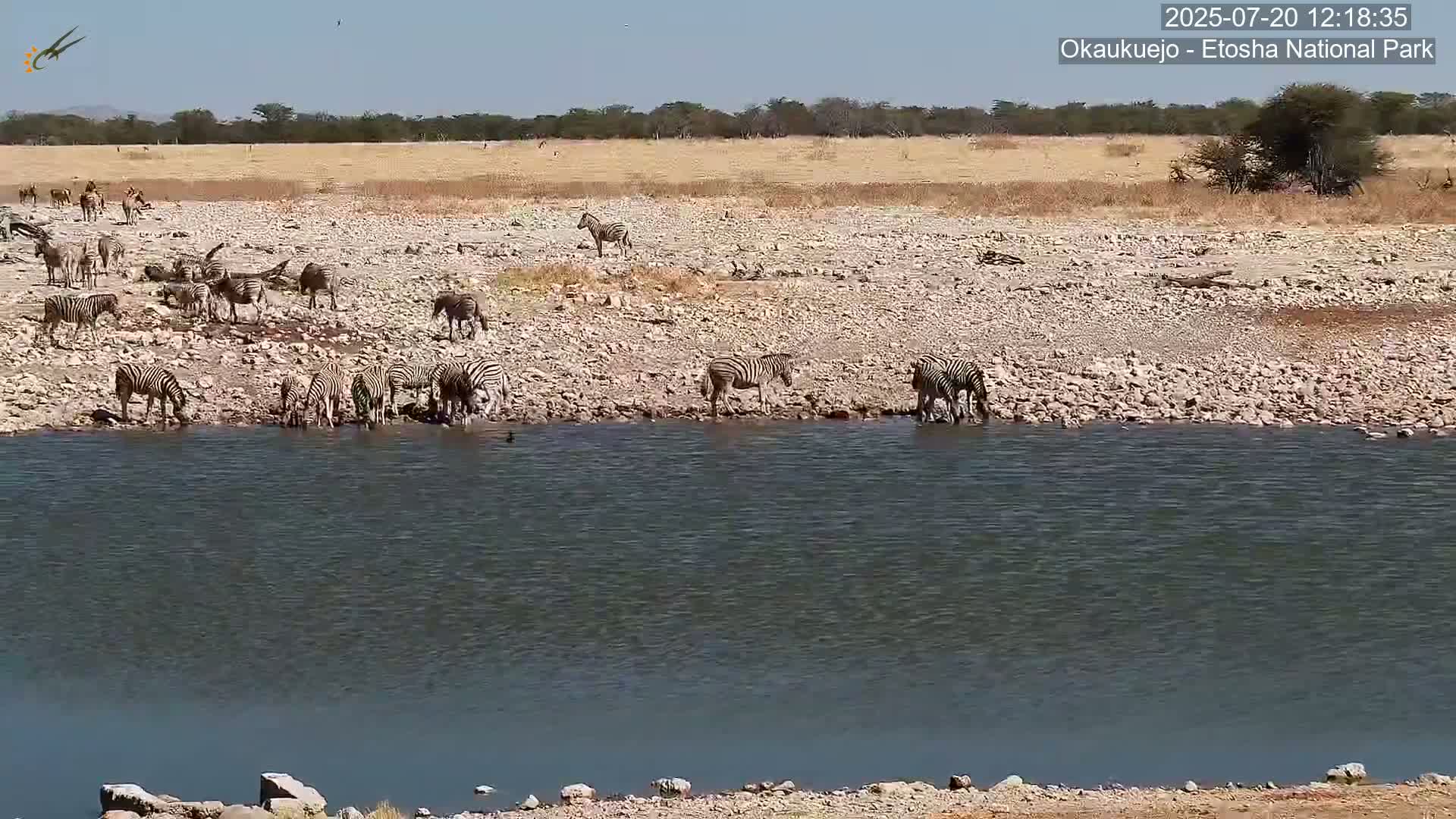 Wild Animal Life  in Okaukuejo Waterhole in Etosha National Park  -  Oshakati, Oshana, Namibia