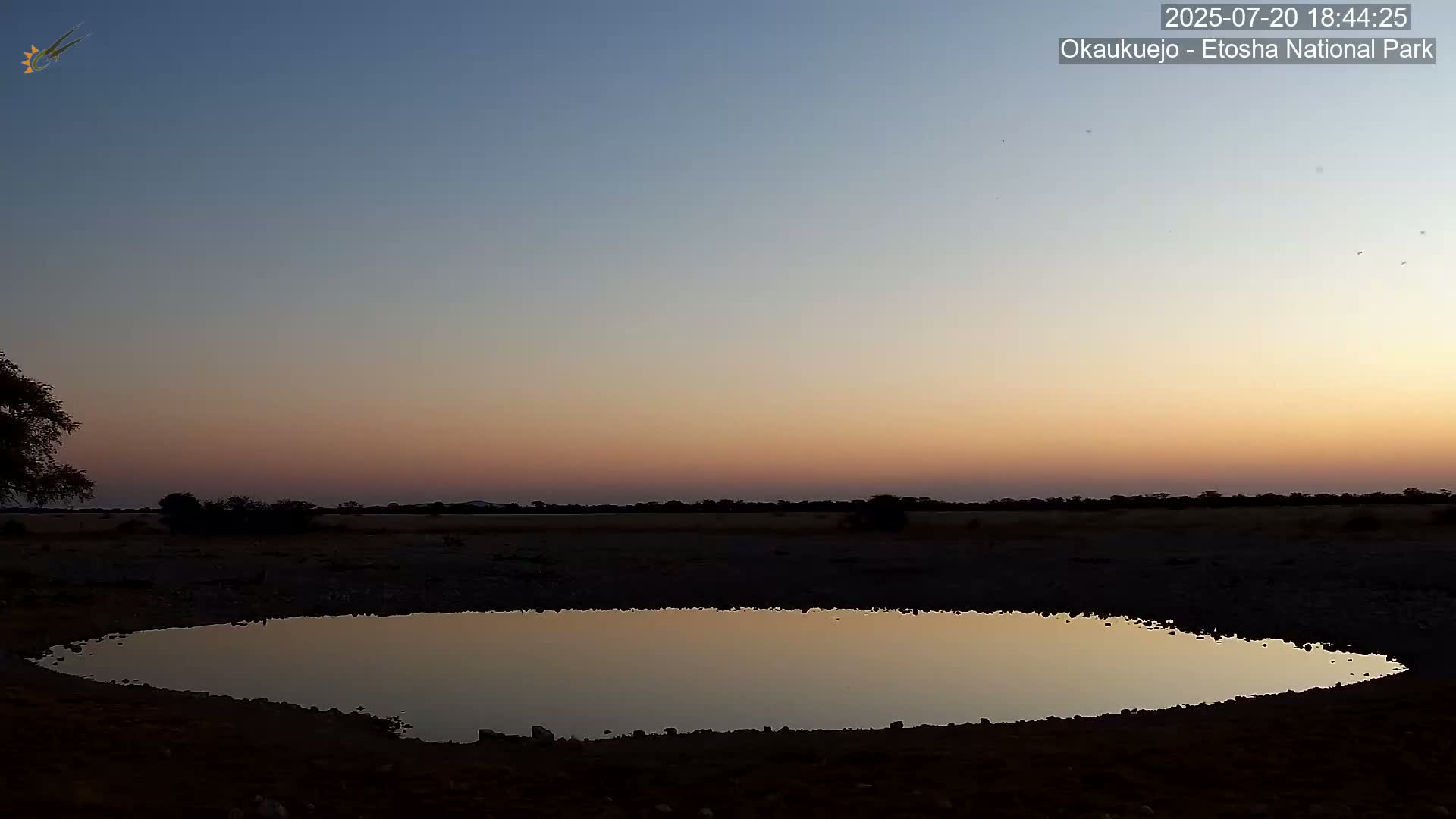 Wild Animal Life  in Okaukuejo Waterhole in Etosha National Park  -  Oshakati, Oshana, Namibia