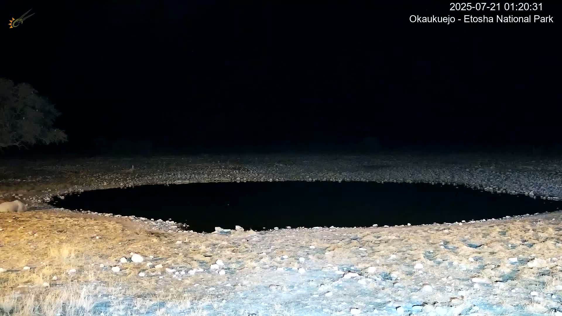 Wild Animal Life  in Okaukuejo Waterhole in Etosha National Park  -  Oshakati, Oshana, Namibia