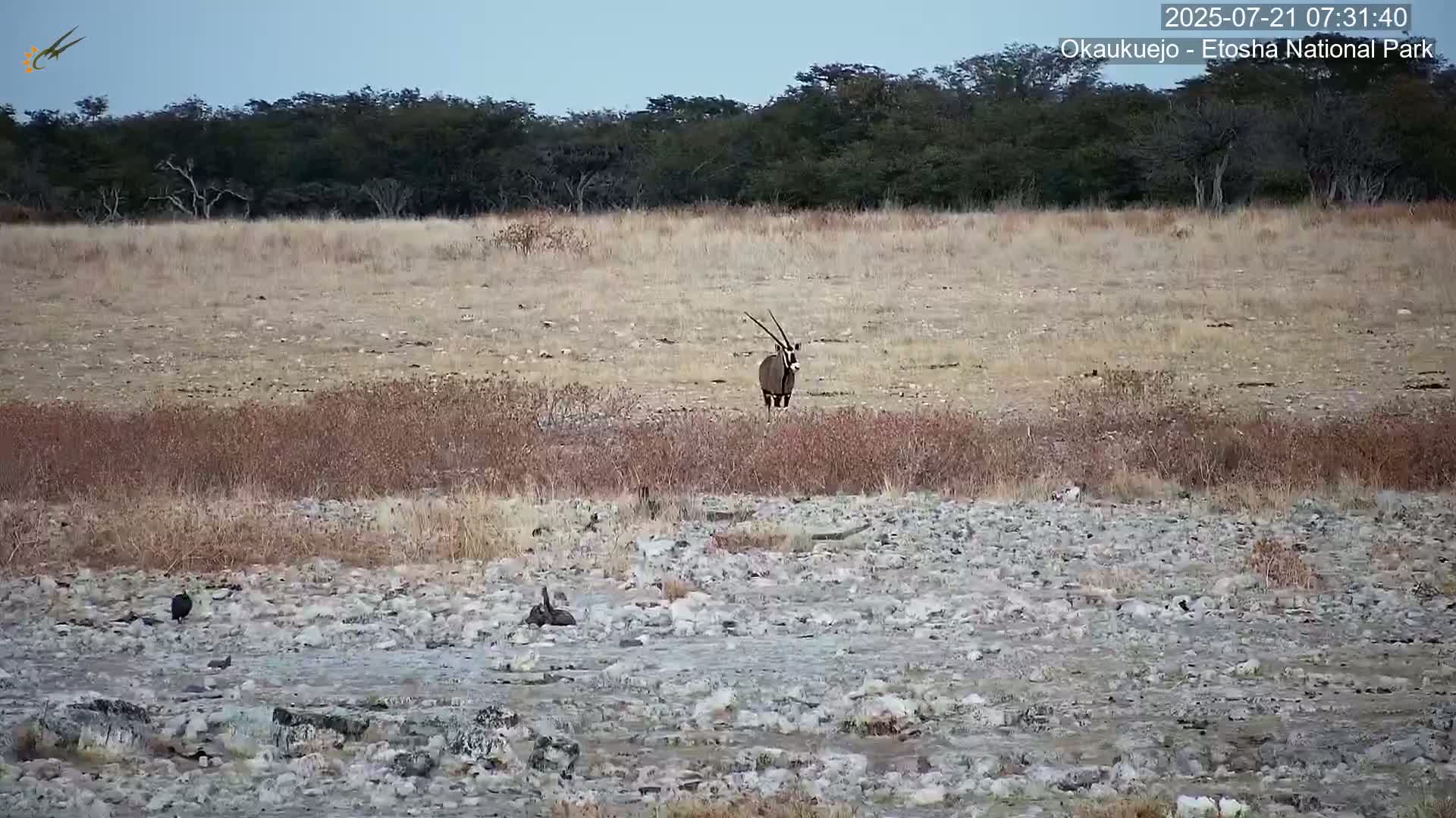 Wild Animal Life  in Okaukuejo Waterhole in Etosha National Park  -  Oshakati, Oshana, Namibia